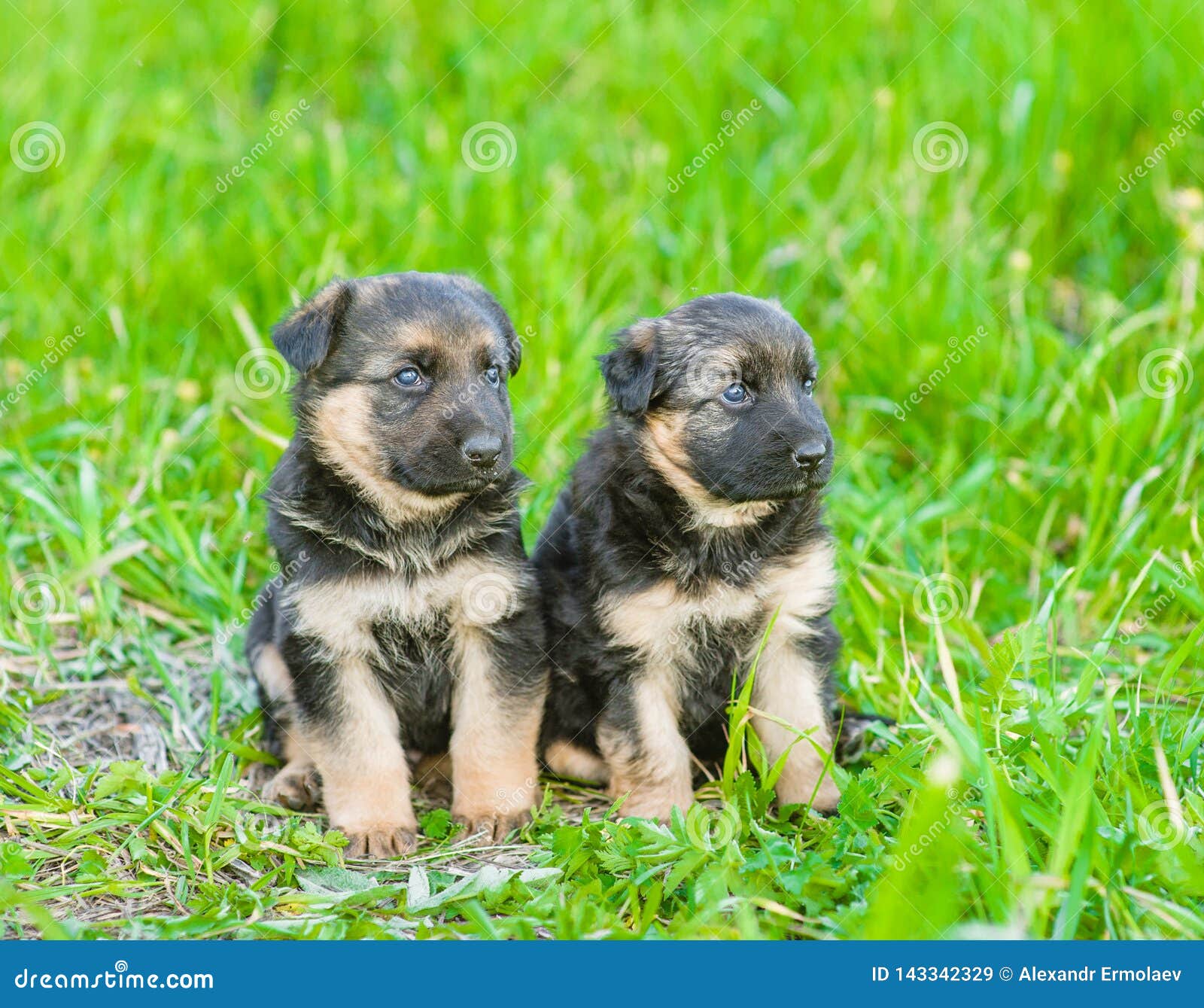 german shepherd puppies for free