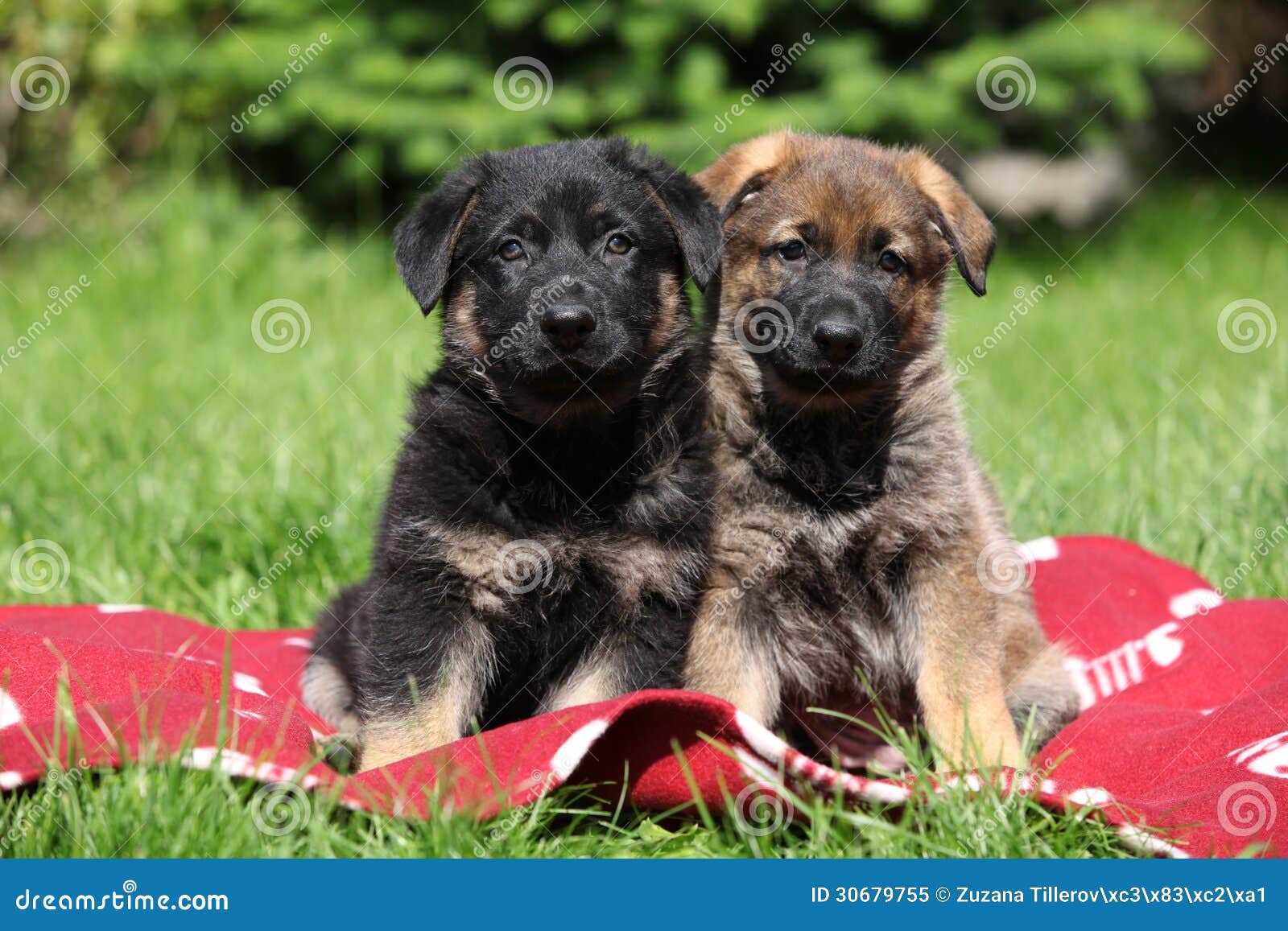 Two German Shepherd Puppies Sitting Side by Side Stock Image Image of