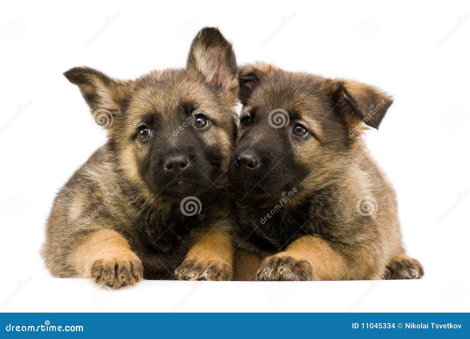 Two German Shepherds Puppys Stock Photo - Image of baby, pedigreed ...