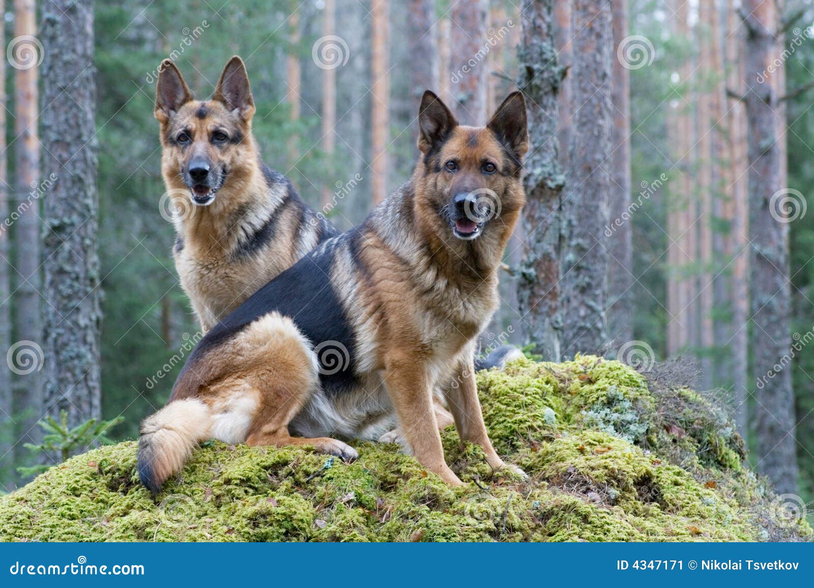 Two Germany shepherds stock image. Image of aggressive 4347171