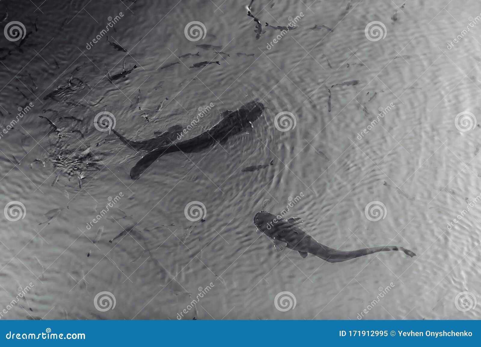 two giant black catfishes swimming in the pond with other small fishes in chernobyl zone