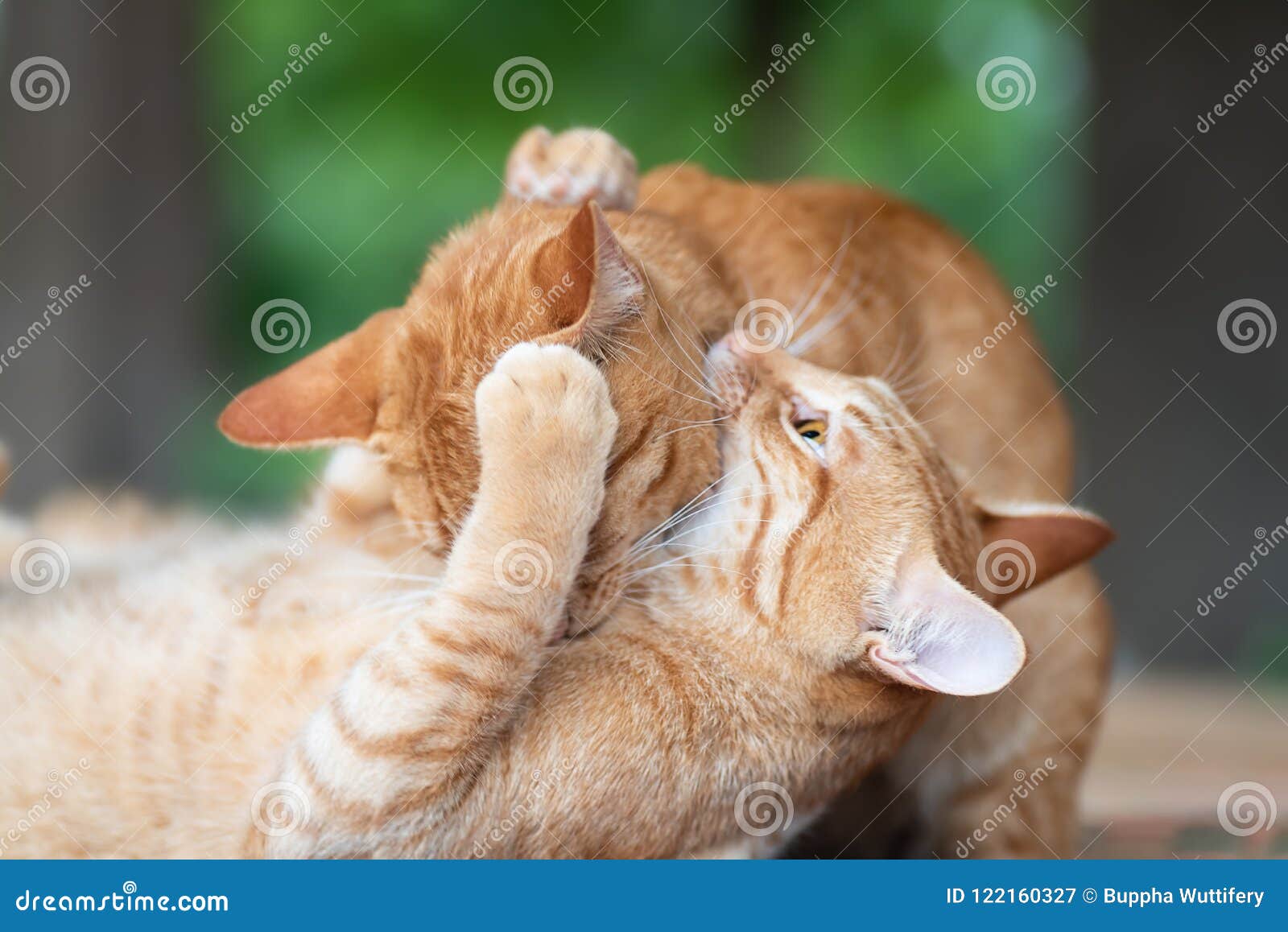 28 Best Photos Cats Playing Together Or Fighting / FUNNY CATS PLAYING FIGHTING WRESTLING TOGETHER | Cats Best ...