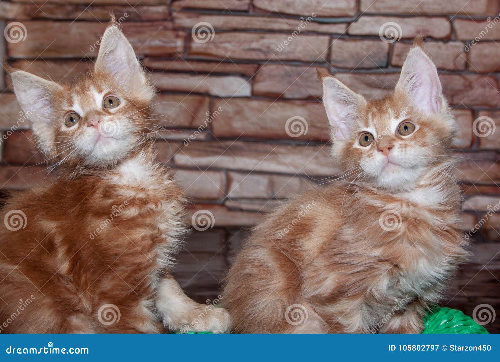 Two Ginger Maine Coon Kittens. Stock Image Image of fluffy, stone
