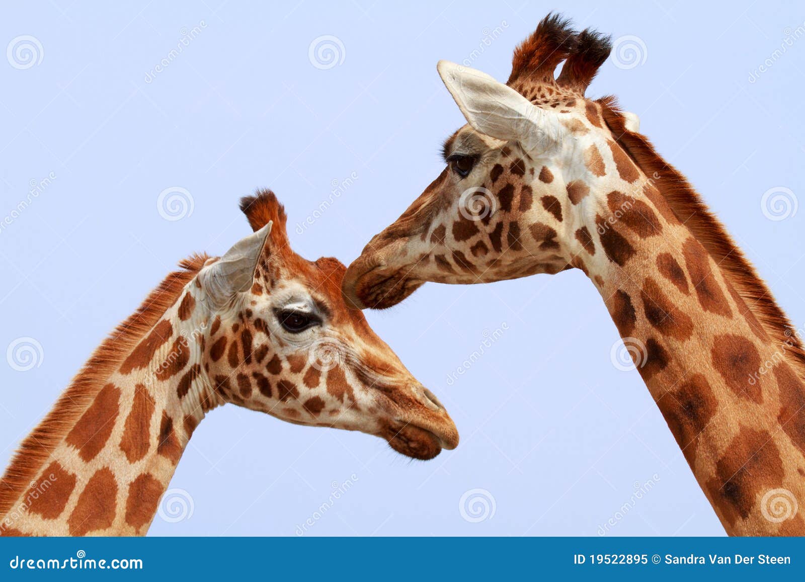 Two giraffe heads stock image. Image of wildlife, heads - 19522895