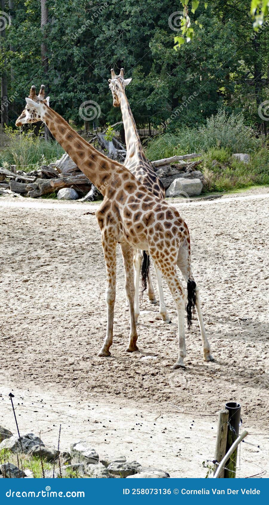 Two Giraffe Standing in the Paddock Stock Photo Image of together