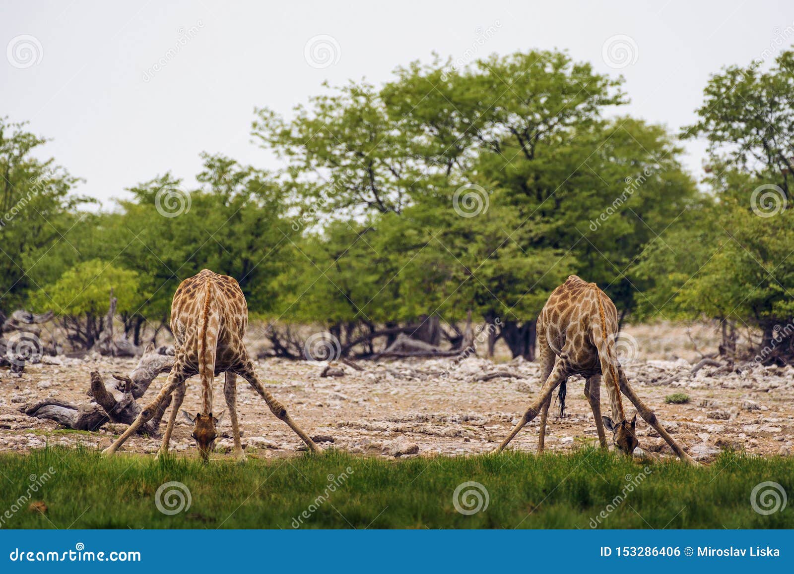 Two Giraffes Drink Water From A Natural Reservoir In The African
