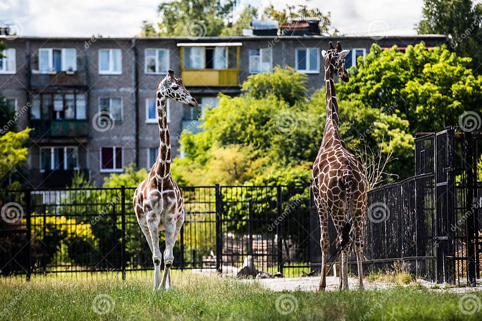 Two Giraffes Graze in Front of a Building, Blending into the Landscape