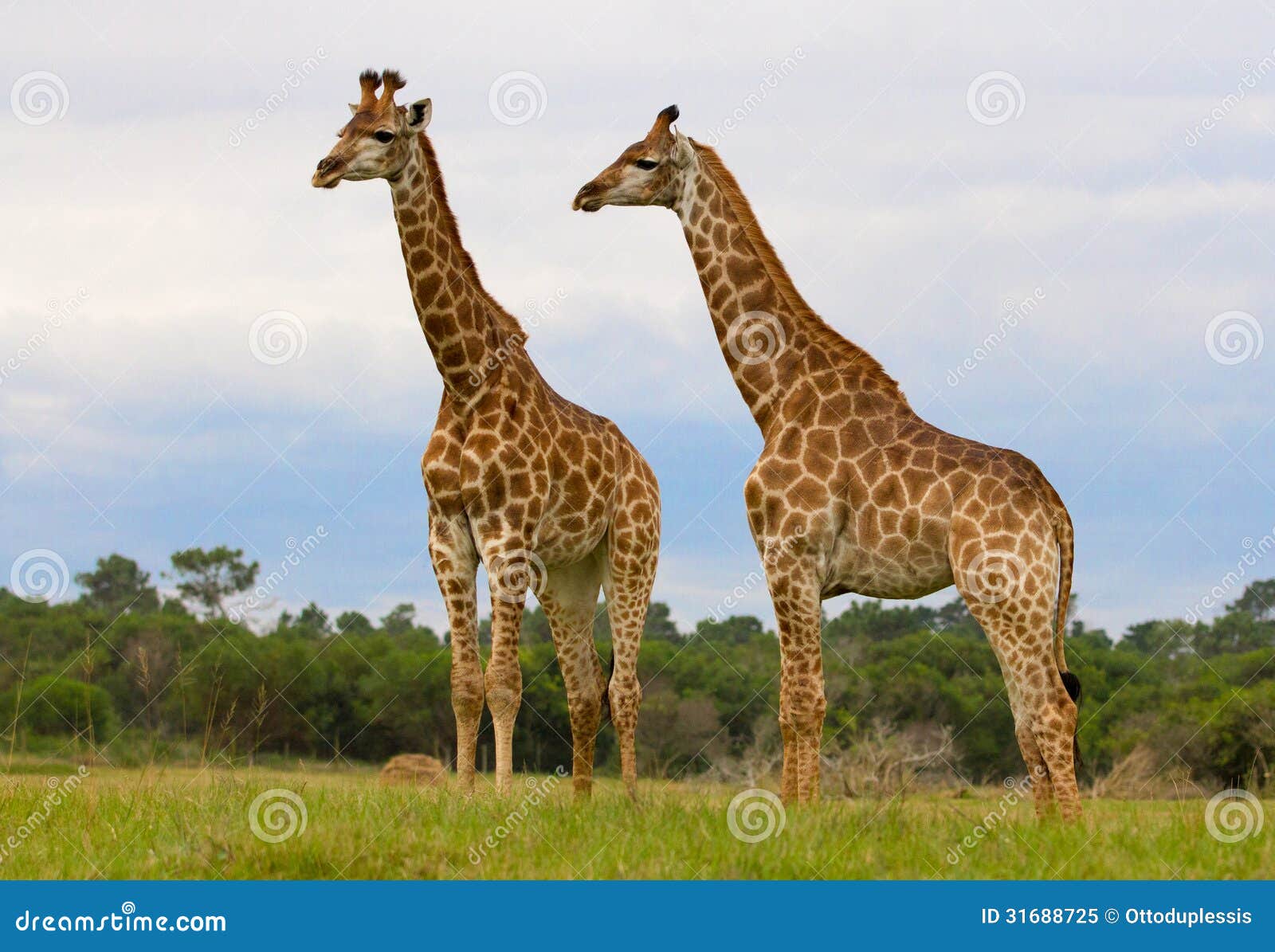 two giraffes