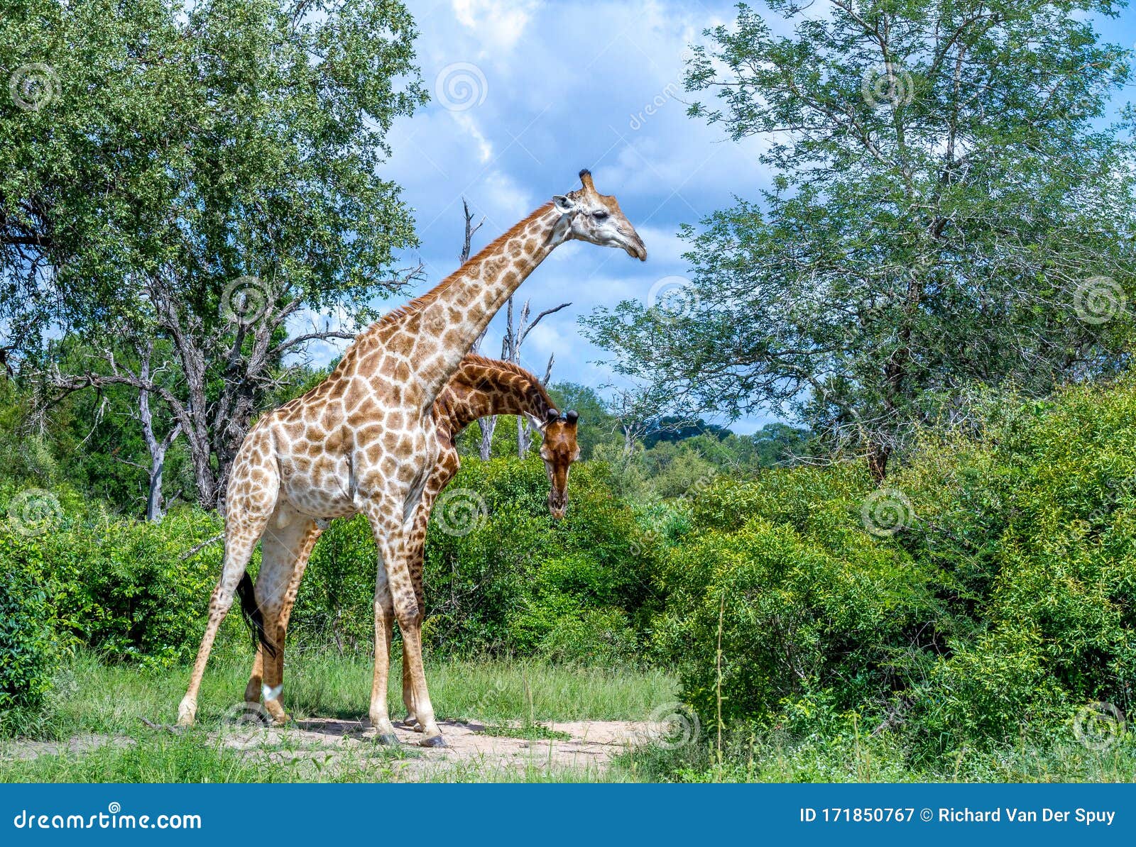 two giraffes necking in the bush