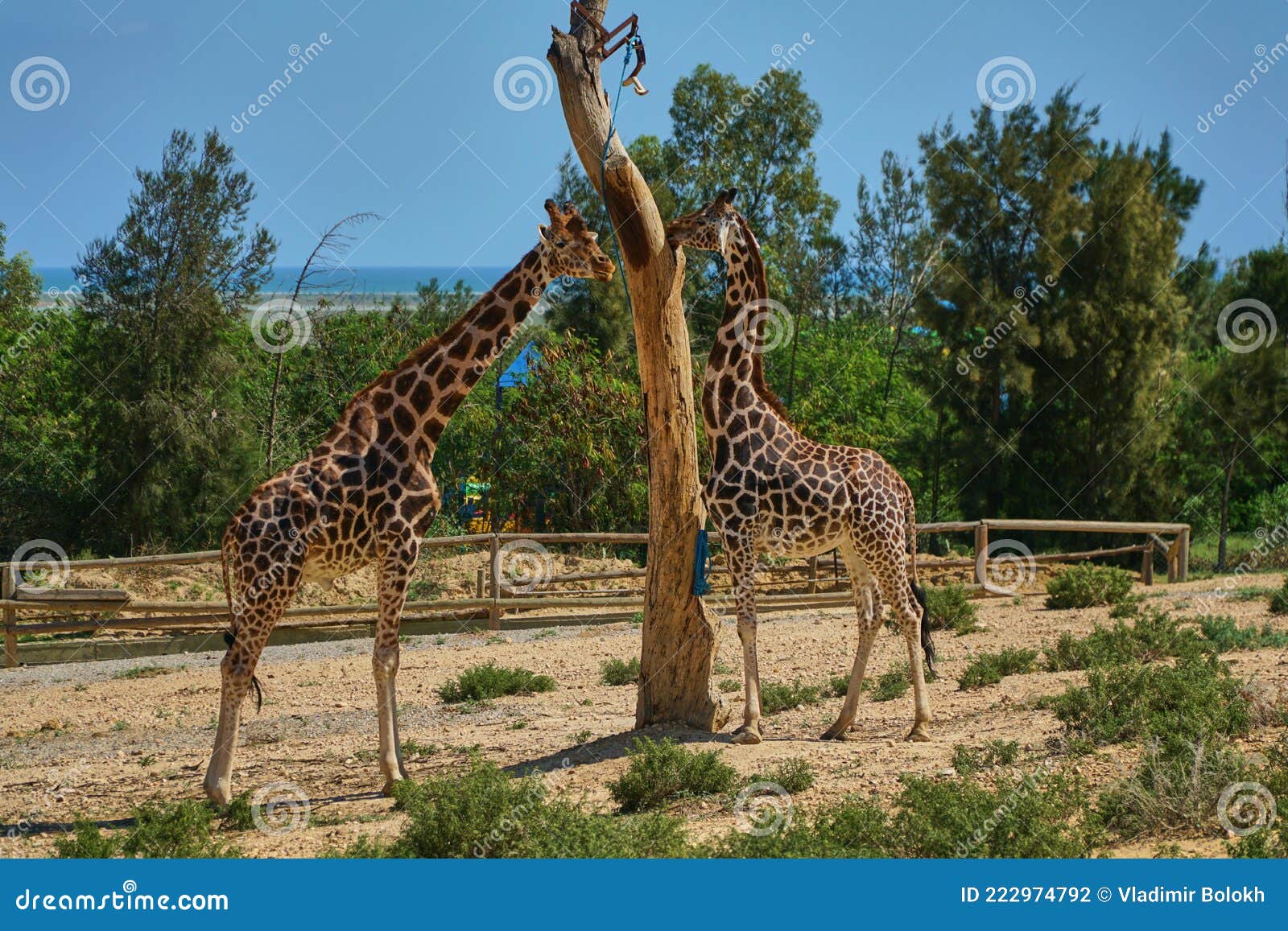 Two Giraffes Live in the Zoo. the Life of Wild Animals among People Stock  Photo - Image of face, creature: 222974792