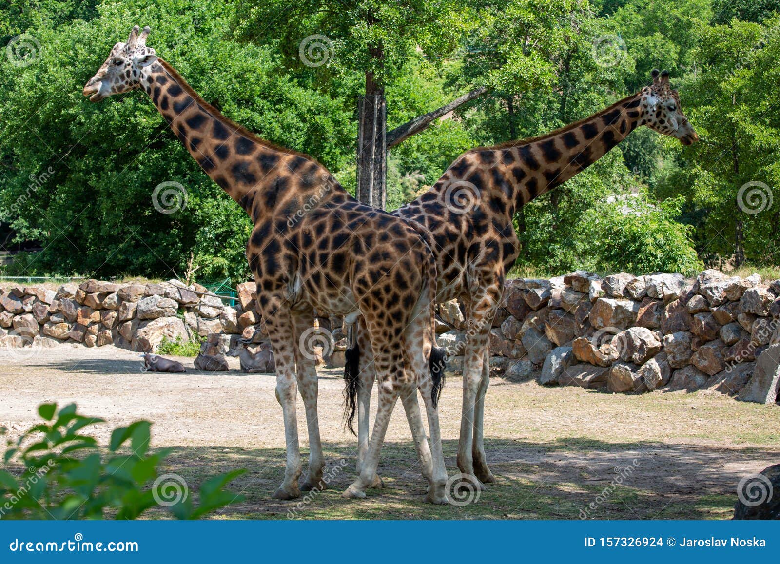 Two giraffes in the zoo stock photo. Image of safari 157326924