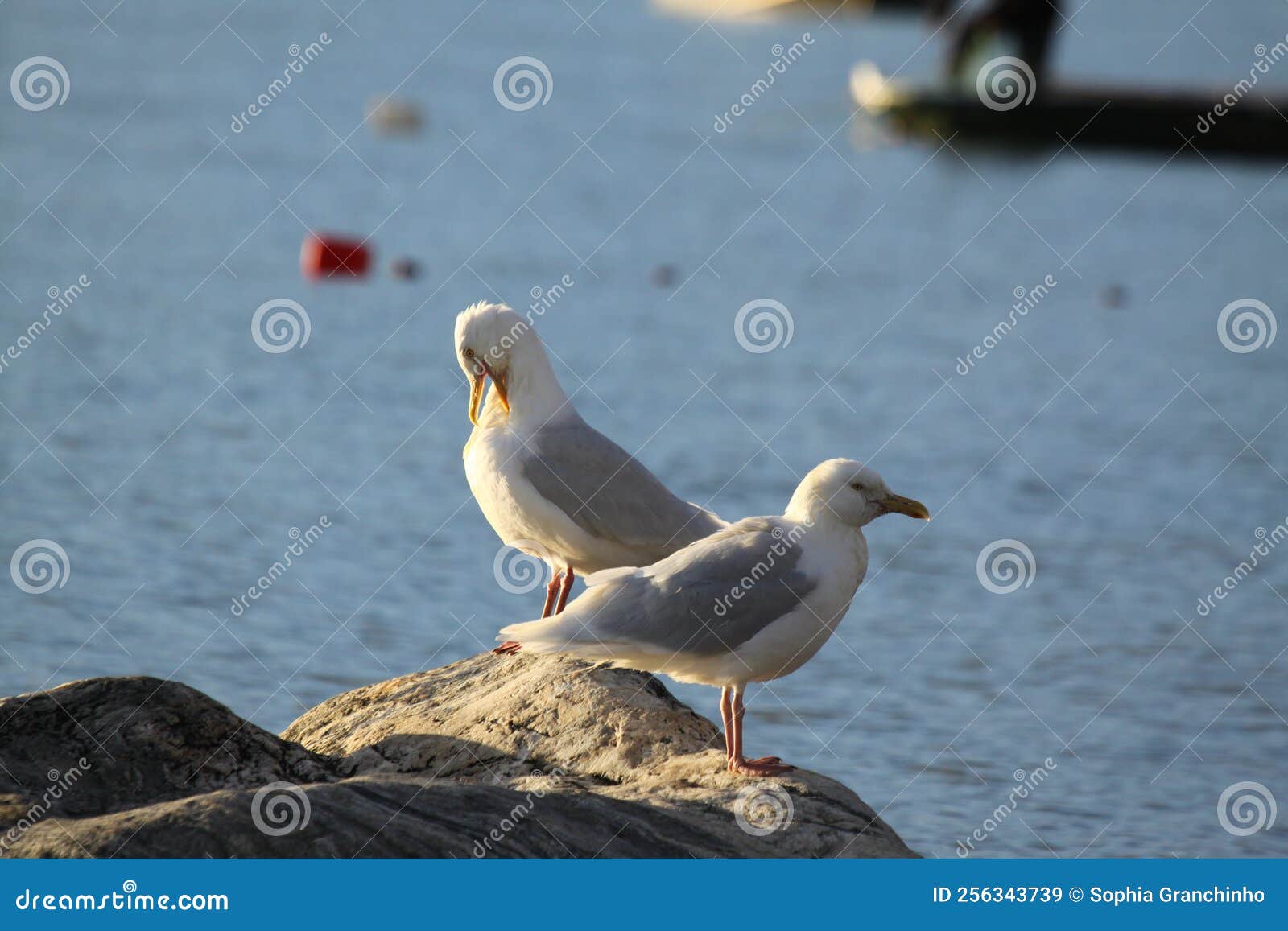 two glaucous gulls, larus hyperboreus, on shore along arctic ocean