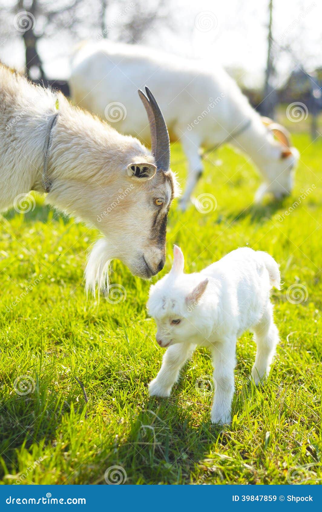 Two goats and baby goat stock image. Image of goat, baby 39847859