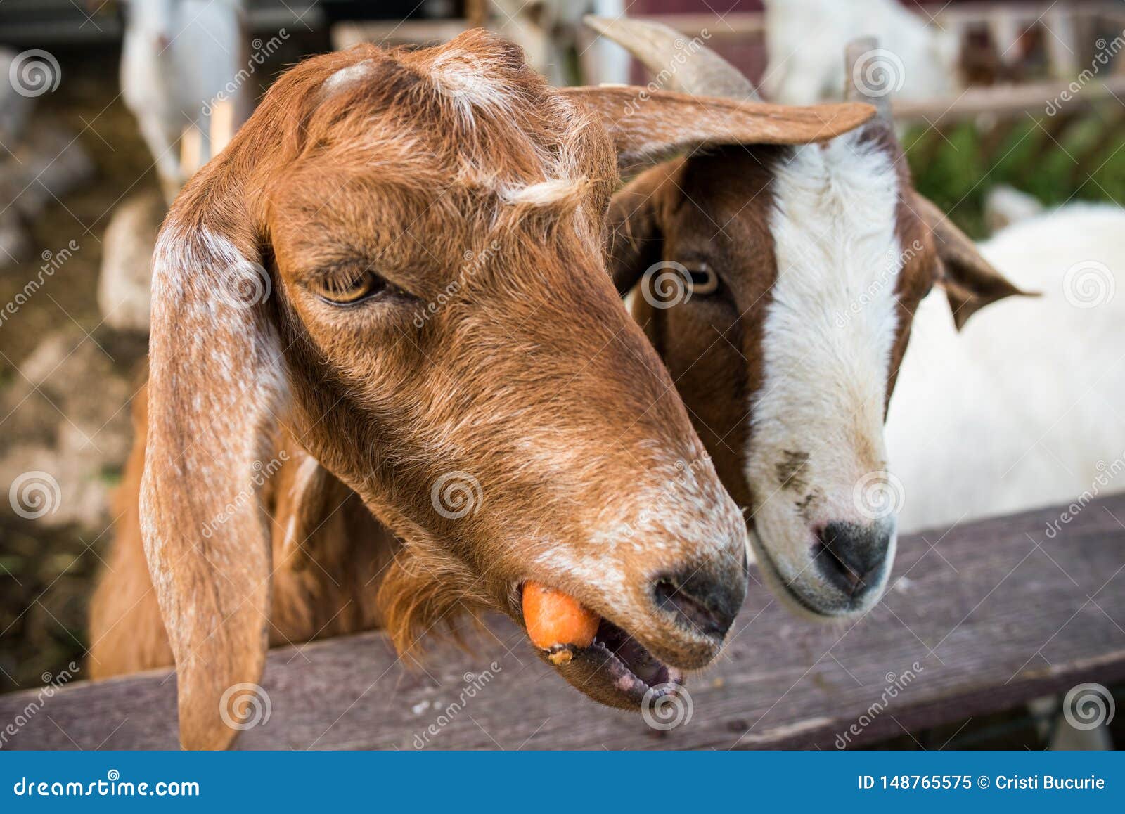 goats eating carrots