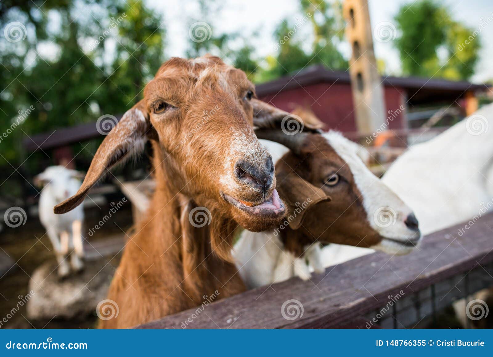 funny goats closeup portrait