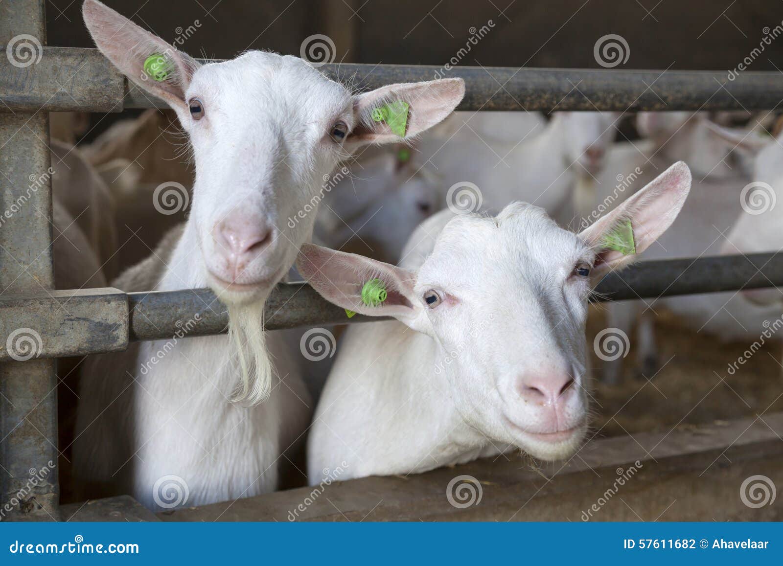 Two Goats Stick Their Heads through Bars of Stable Stock Photo Image