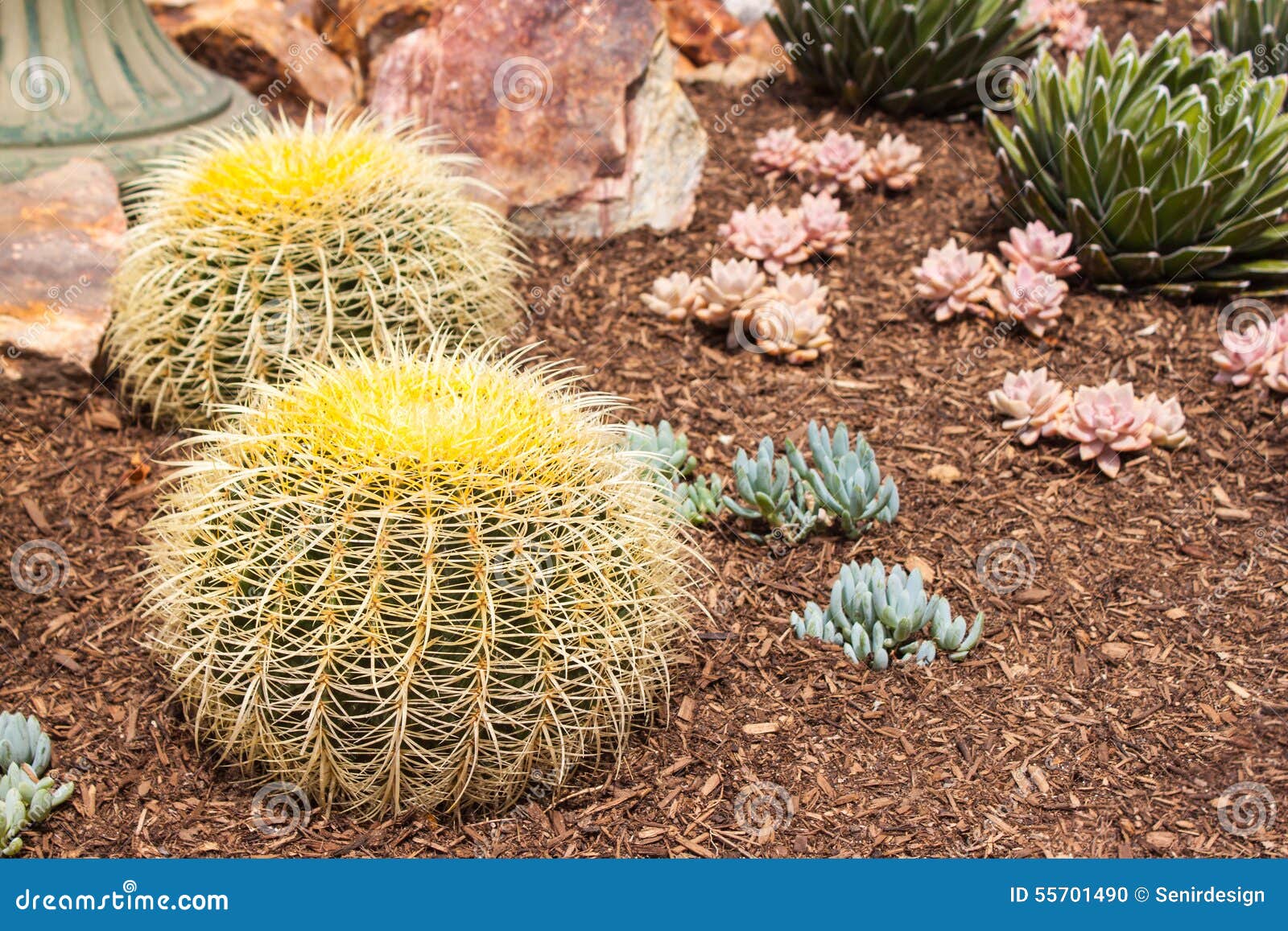 Two Golden Barrel Cactus stock photo. Image of gardening 55701490