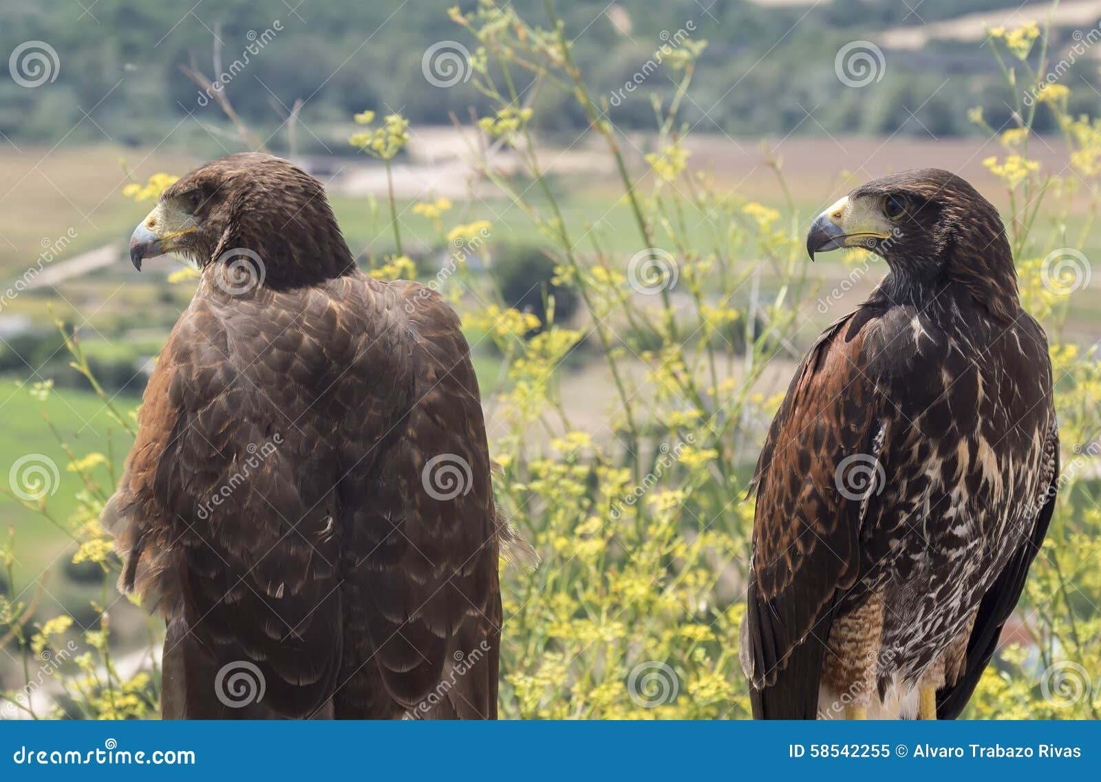 Two Golden Eagles Resting in the Sun Stock Image Image of closeup