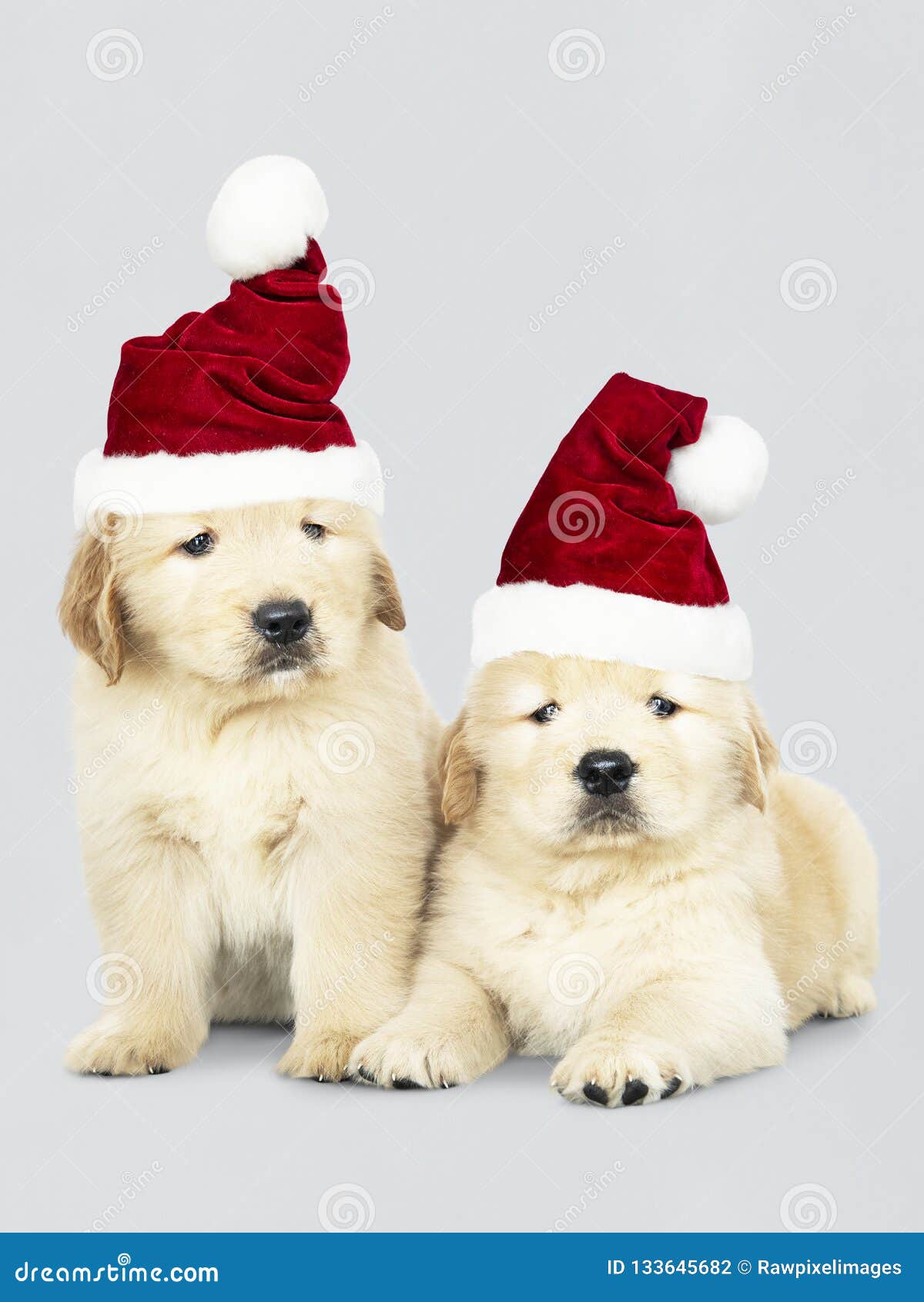 Two Golden Retriever Puppies Wearing A Santa Hats Stock ...