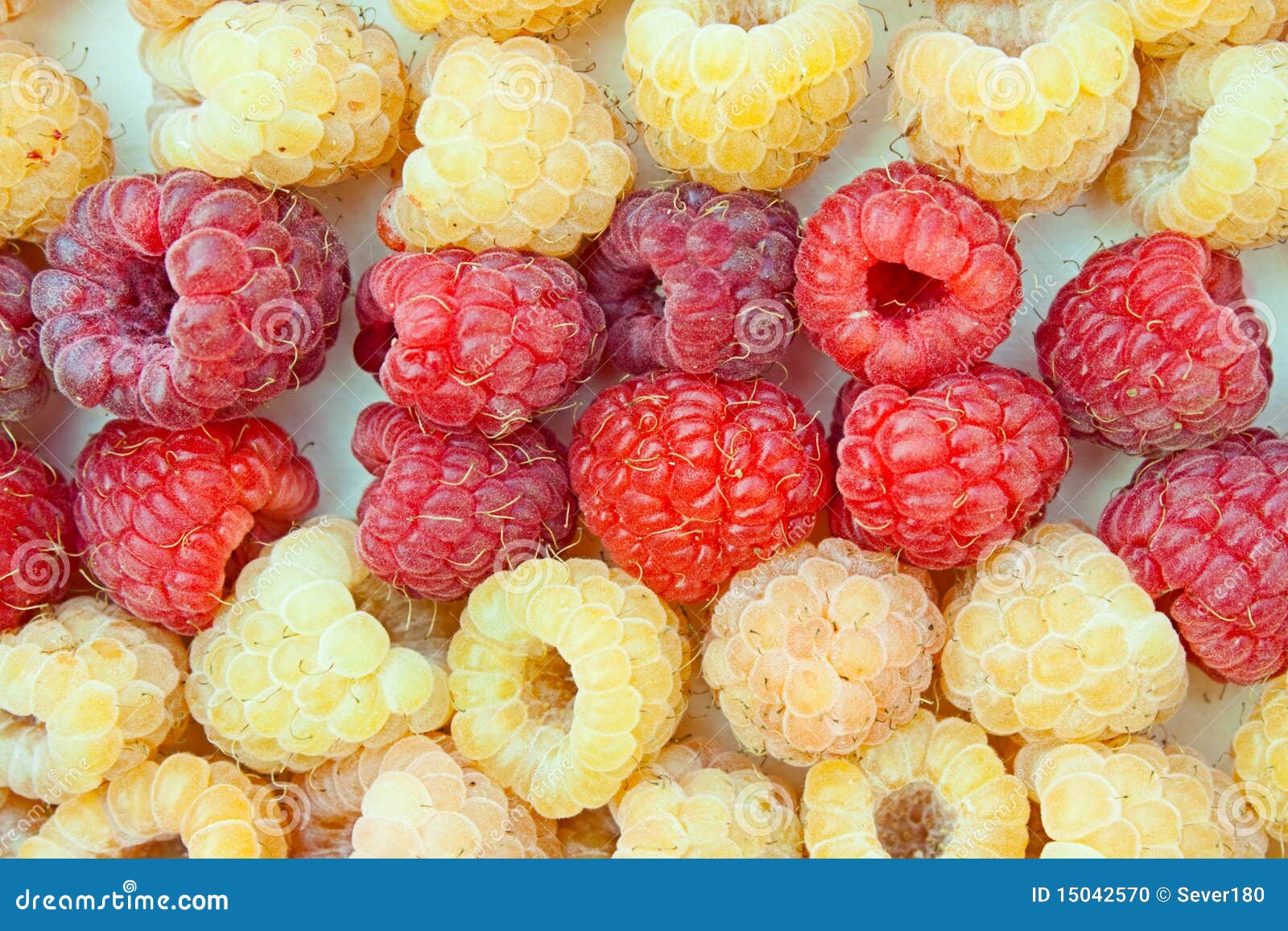 Two grades of a raspberry - red and yellow. Two grades of a raspberry - the red and yellow lie together