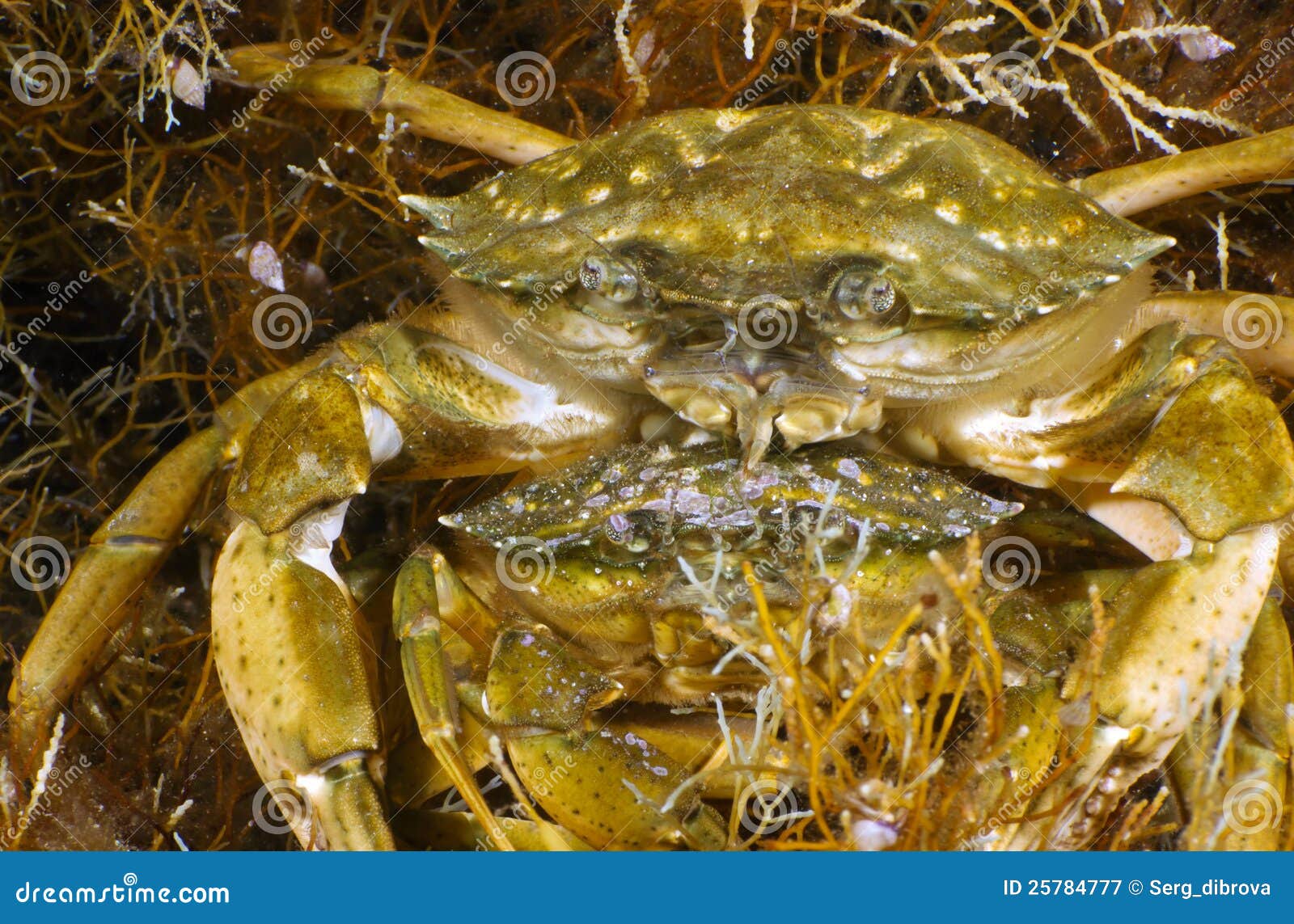 Two Grass Crabs stock image. Image of black, background 25784777