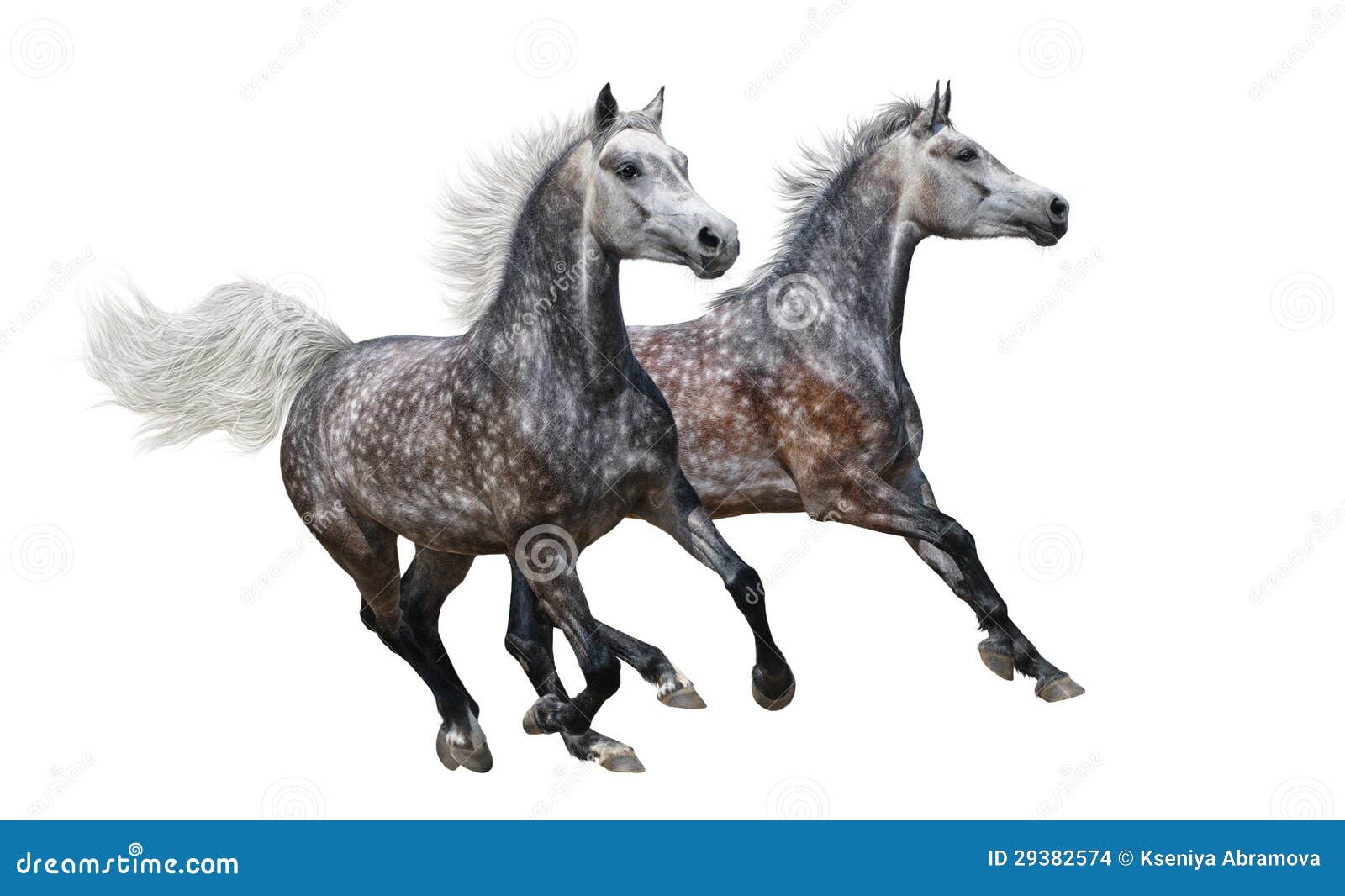 Dapple grey stallion patronus Dapple grey stallion patronus