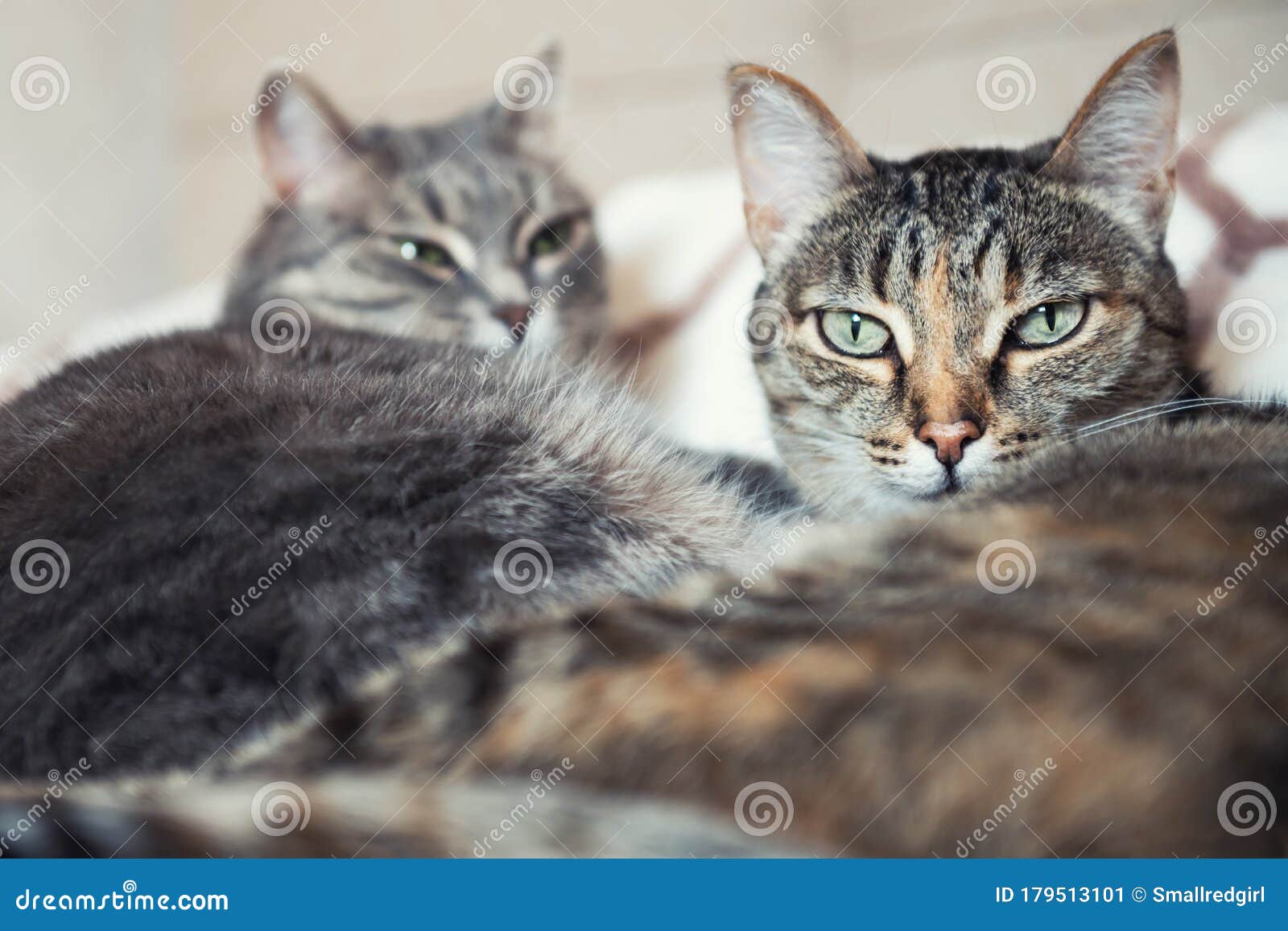 Two Gray Cats Lying on the Blanket Stock Image - Image of animal ...