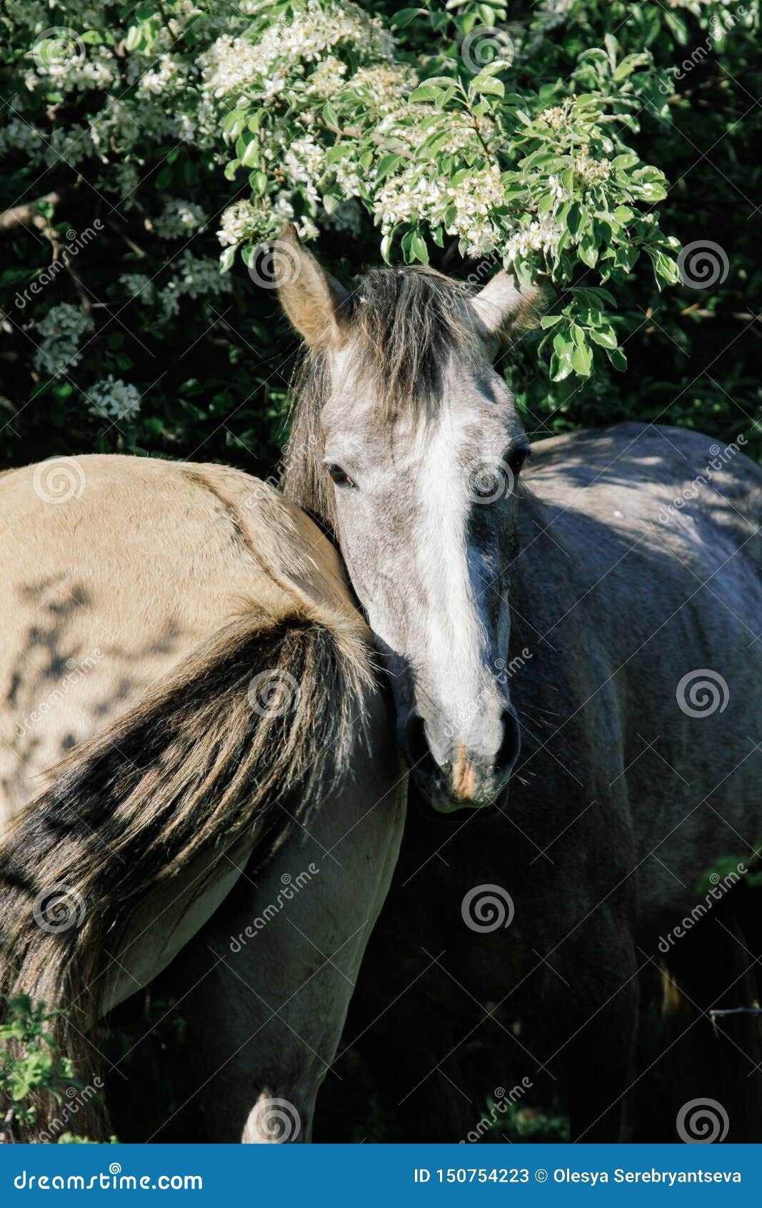 Two Gray Horses Stand Side by Side Under the Green Crown of the Tree