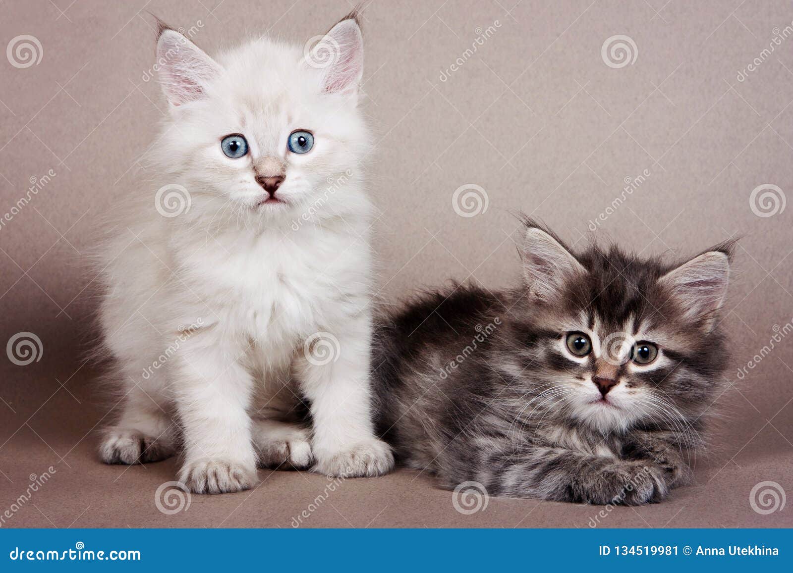 Two Gray Striped Kitten Siberian Cats Stock Image - Image of domestic ...