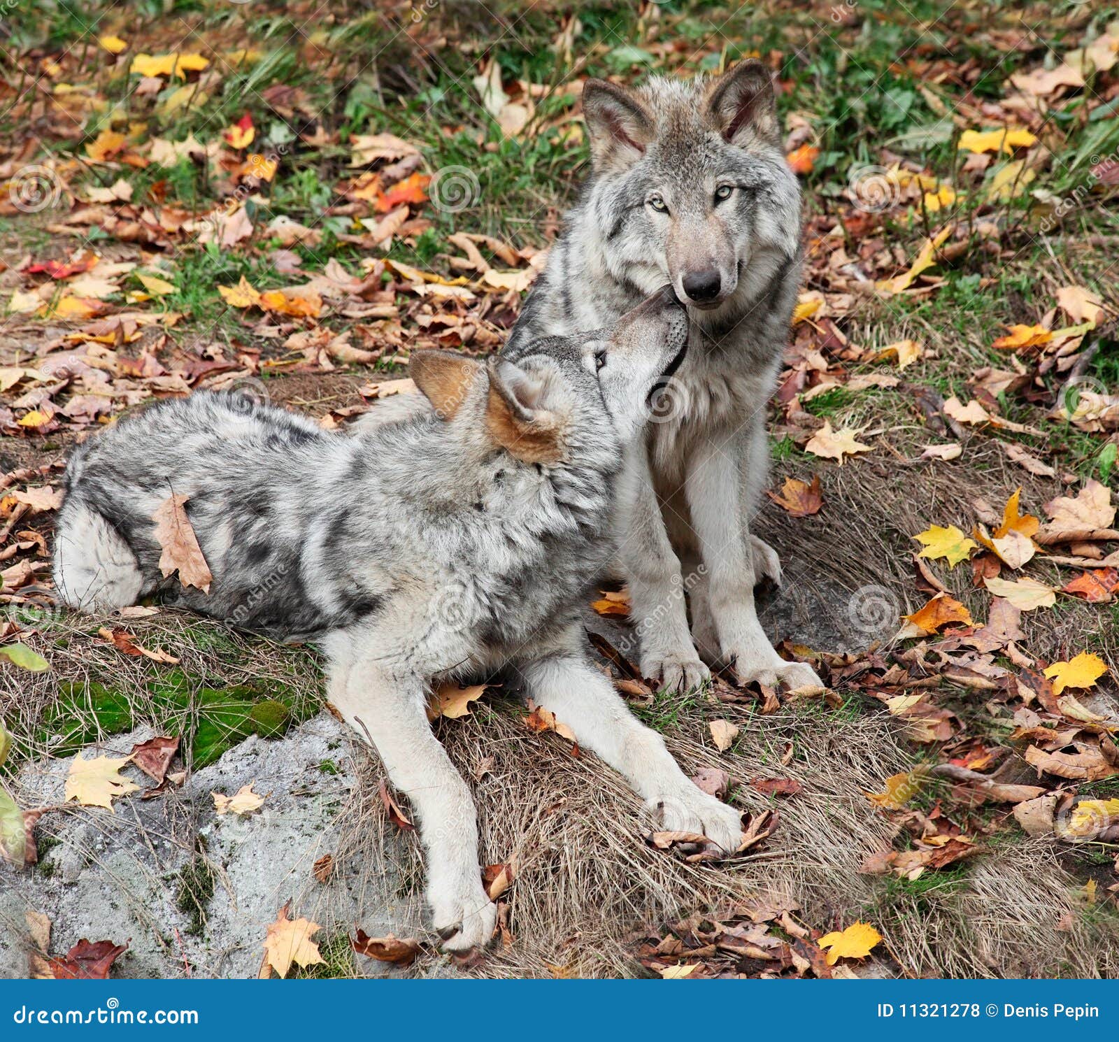 Two Gray Wolves Relaxing stock photo. Image of attentive - 11321278
