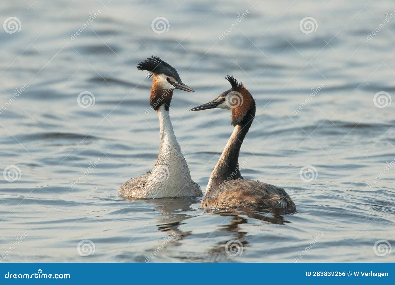 two great crested grebe's on the water in courtship display
