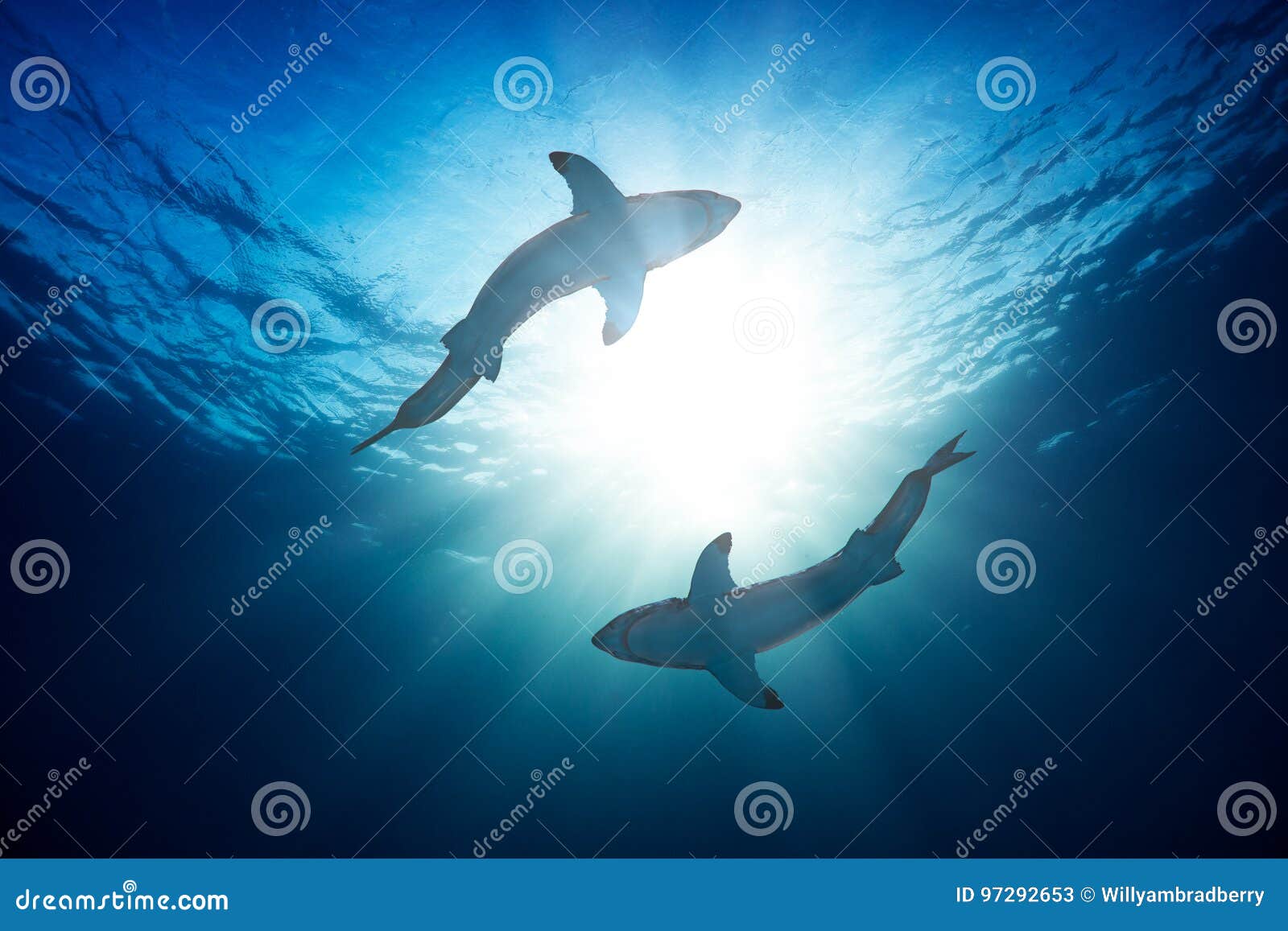 great white sharks against water surface underwater shot