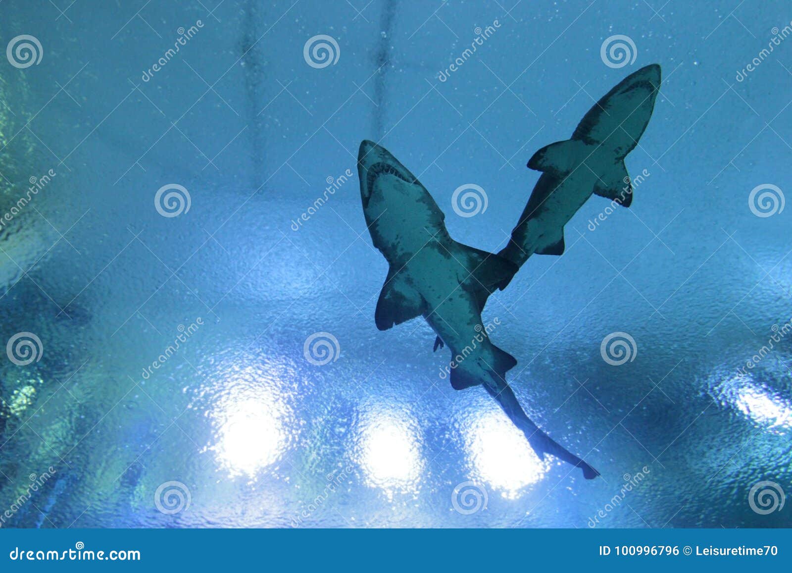 Two Great White Sharks in the Water Stock Photo - Image of underwater