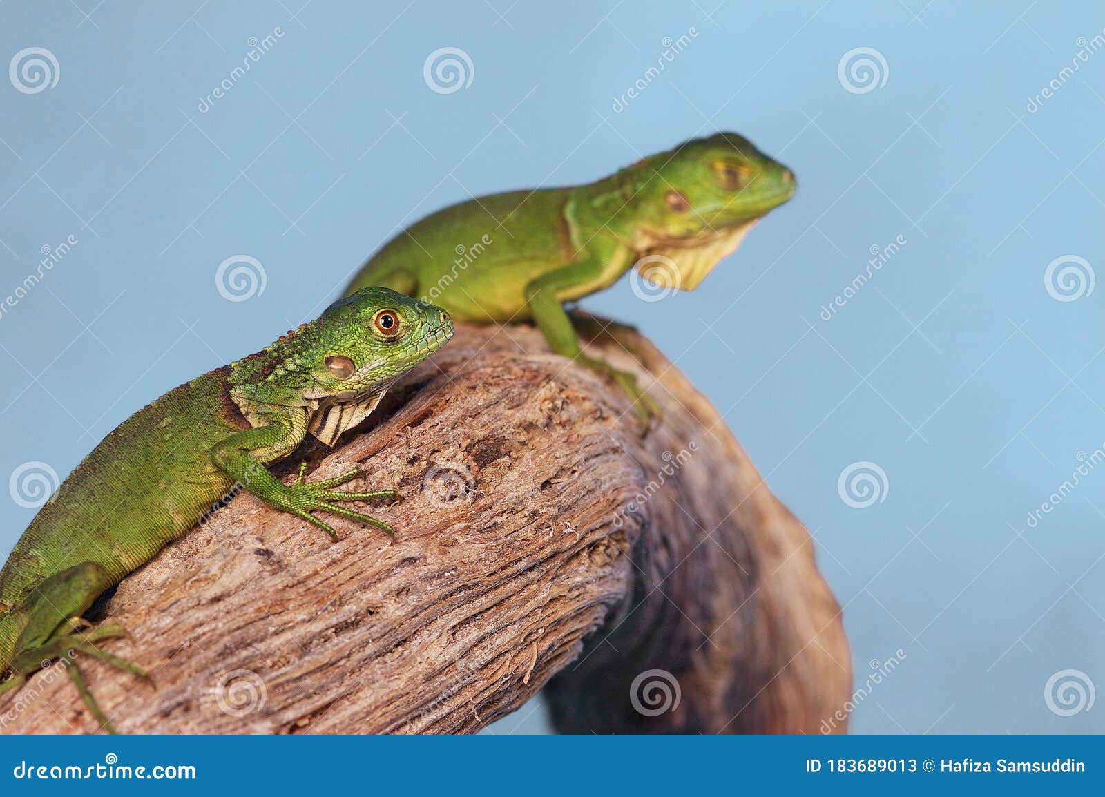 Two Green Lizards Crawling on a Branch Stock Image Image of stone
