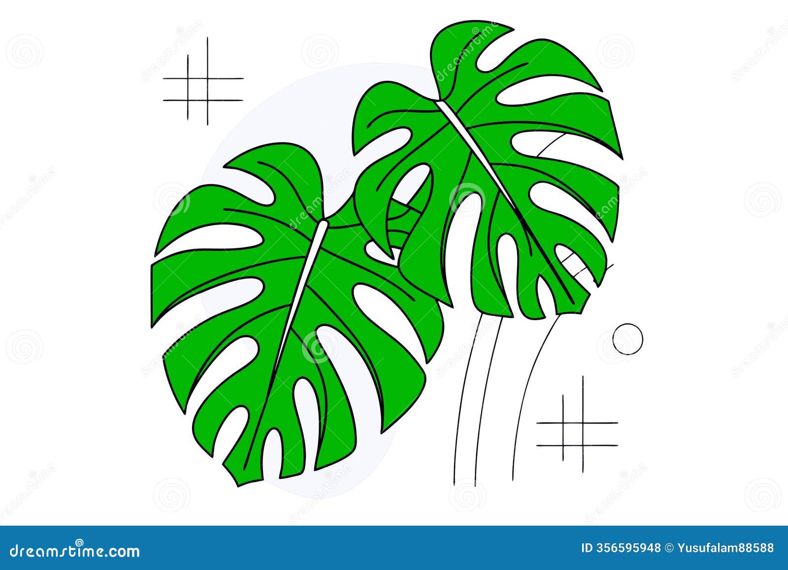 two green monstera deliciosa leaves with splits and holes  on white background artistic botanical  with bold