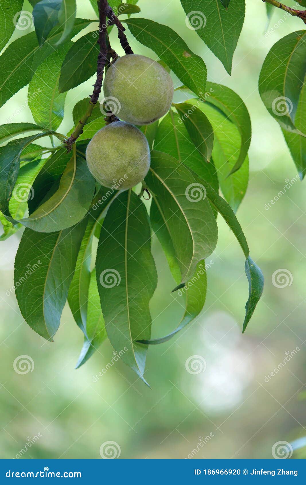 Green peaches stock photo. Image of leaf, eating, peach 186966920