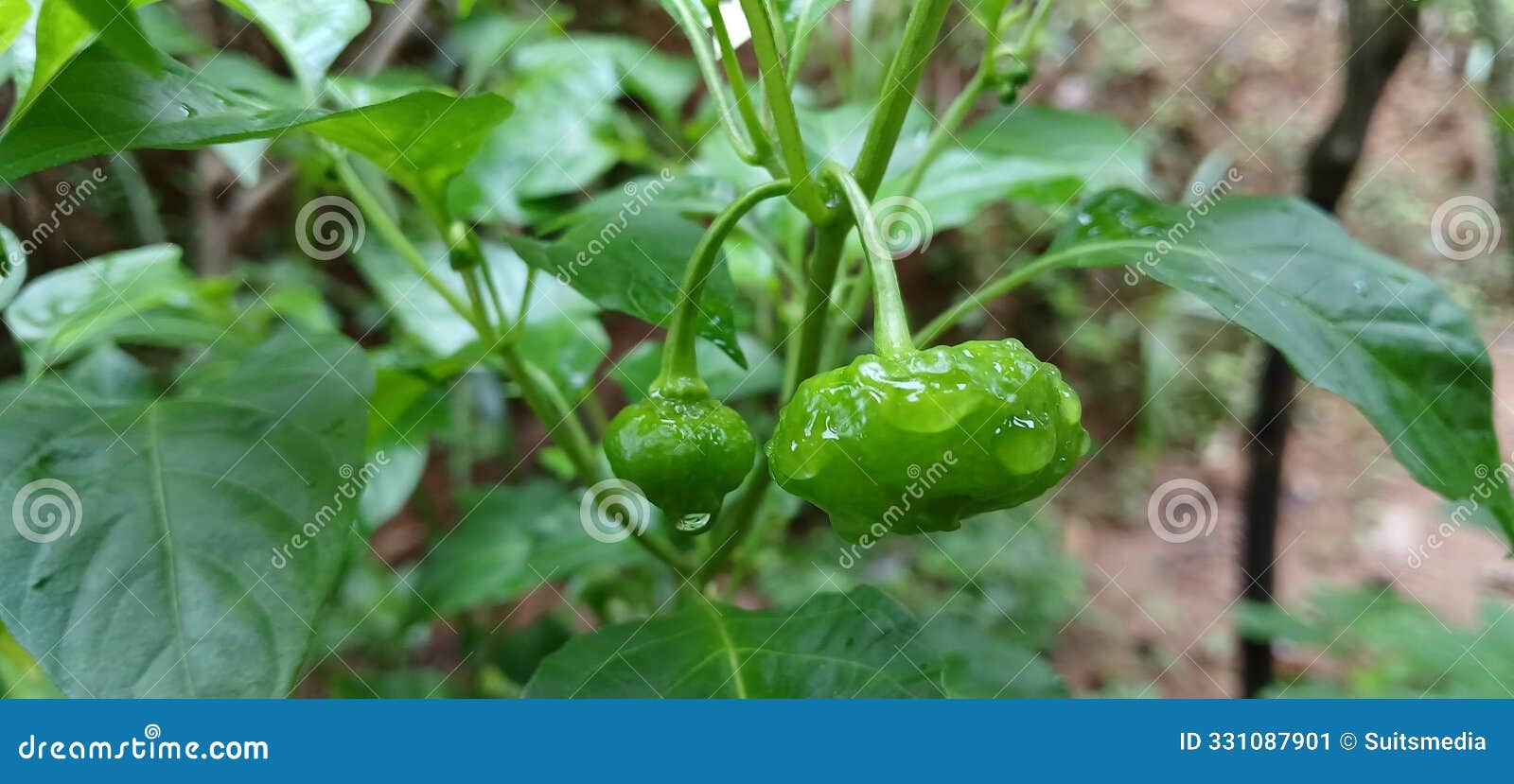 two green scotch bonnets with water droplets against a green background