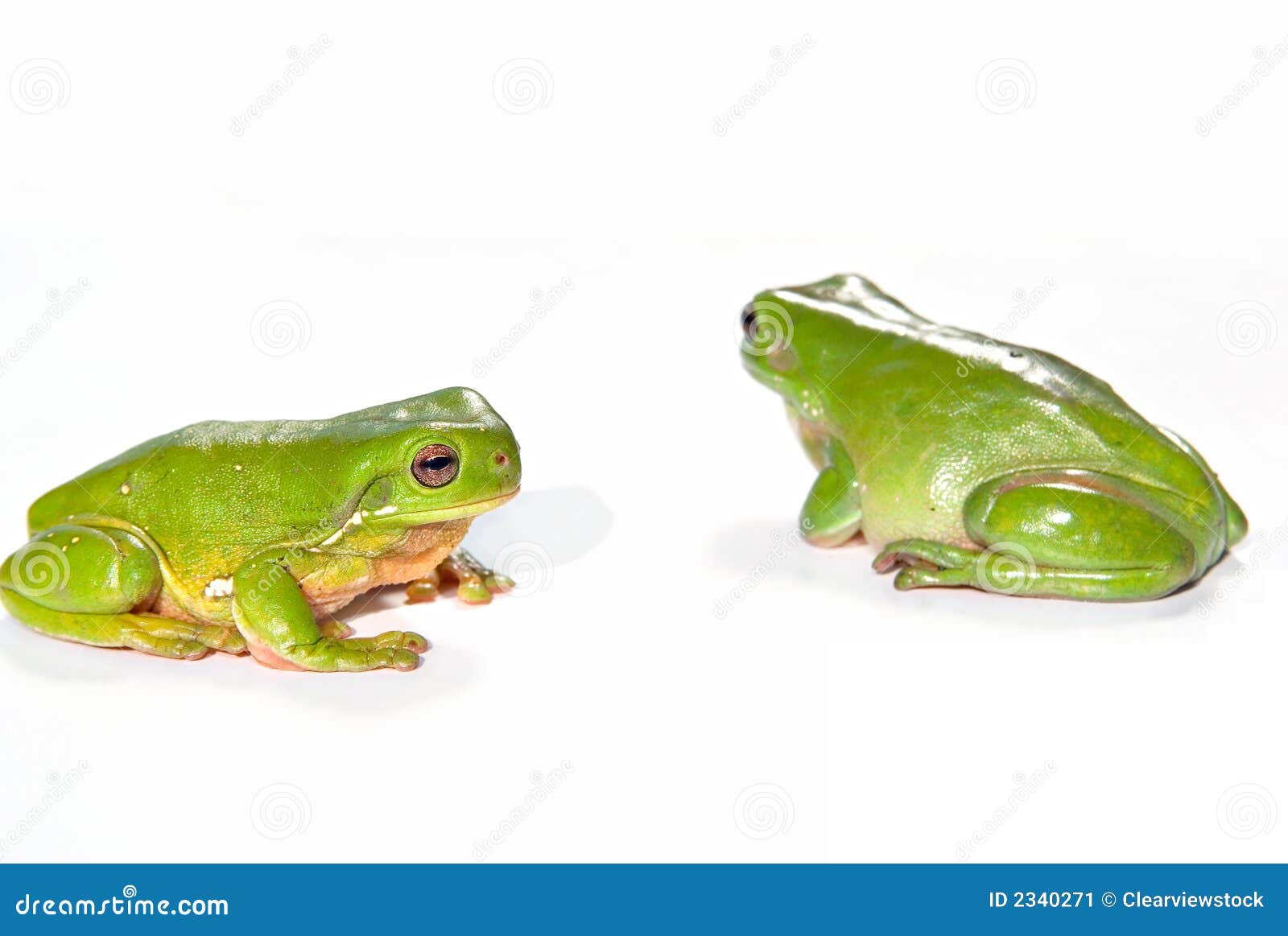 two green tree frogs