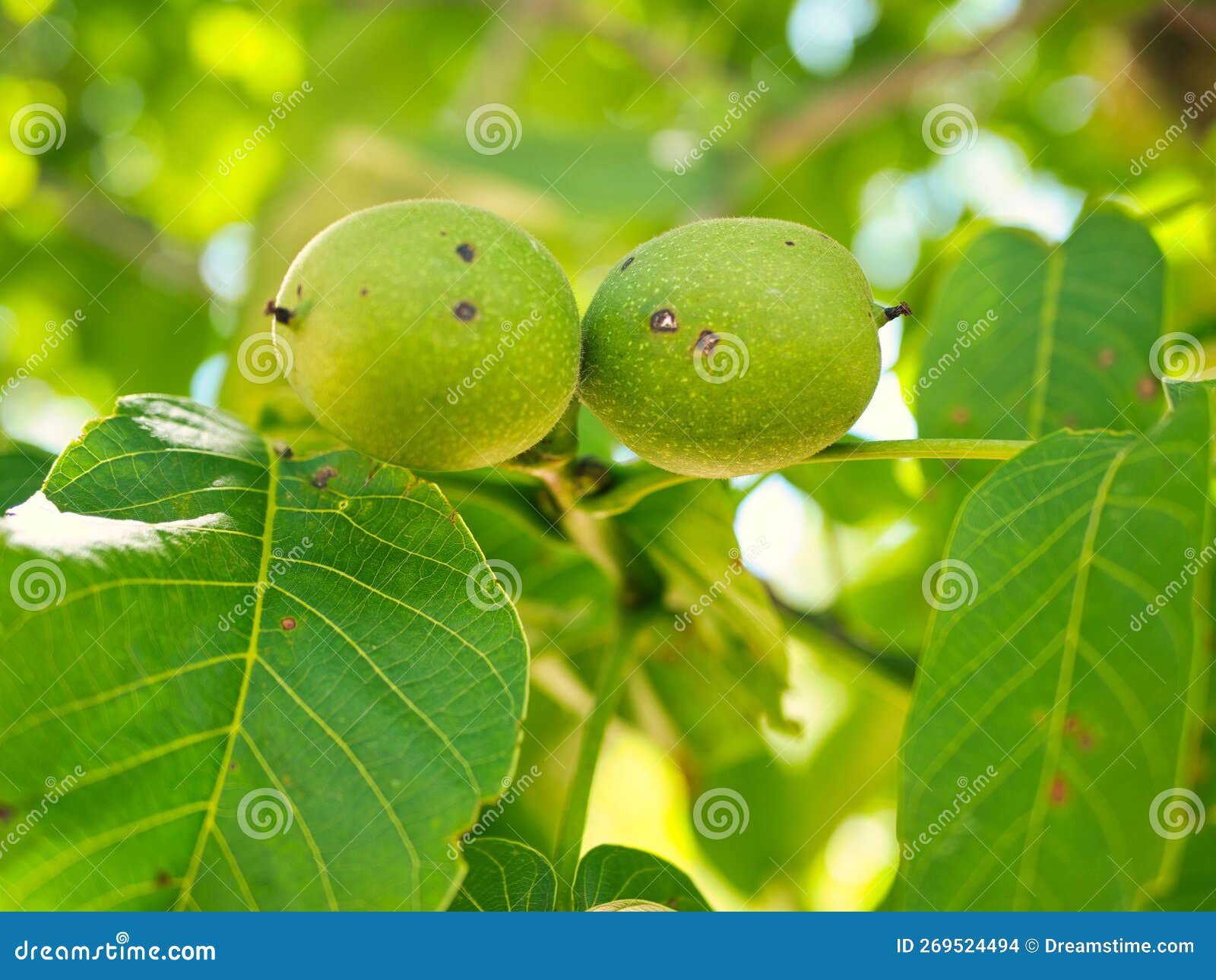 Two Green Walnuts, Closeup, Growing on a Tree Stock Photo Image of