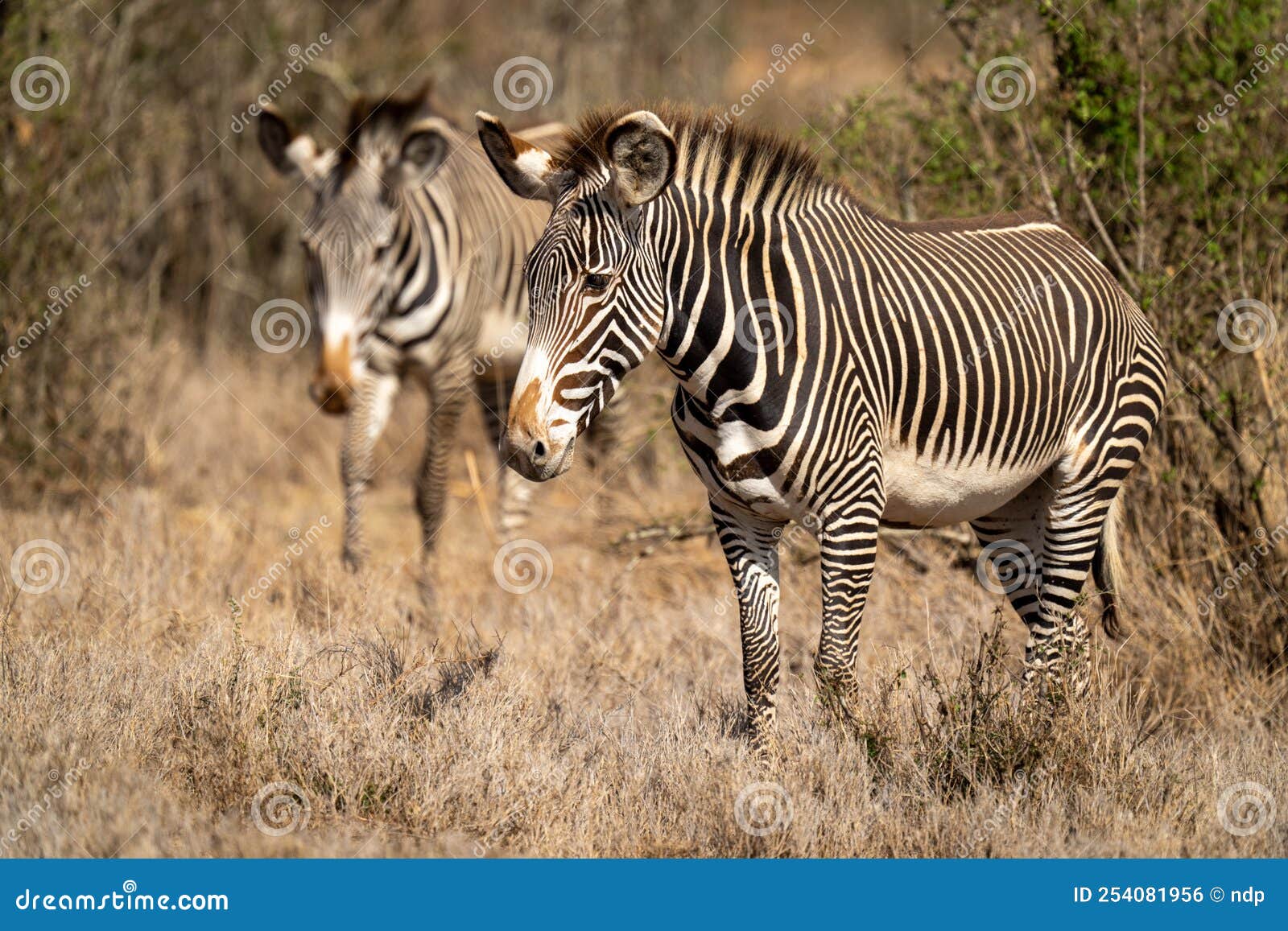 Two Grevy Zebra Cross Savannah in Sunshine Stock Photo Image of