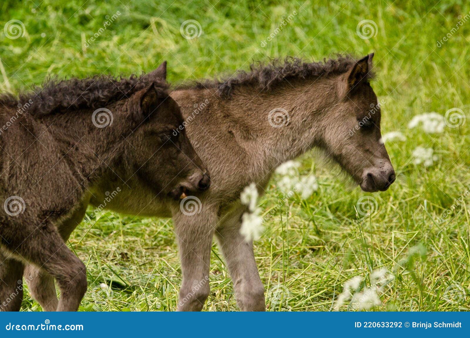 Two Grey, Dun Colored Sweet Foals Playing and Staying Together in the ...