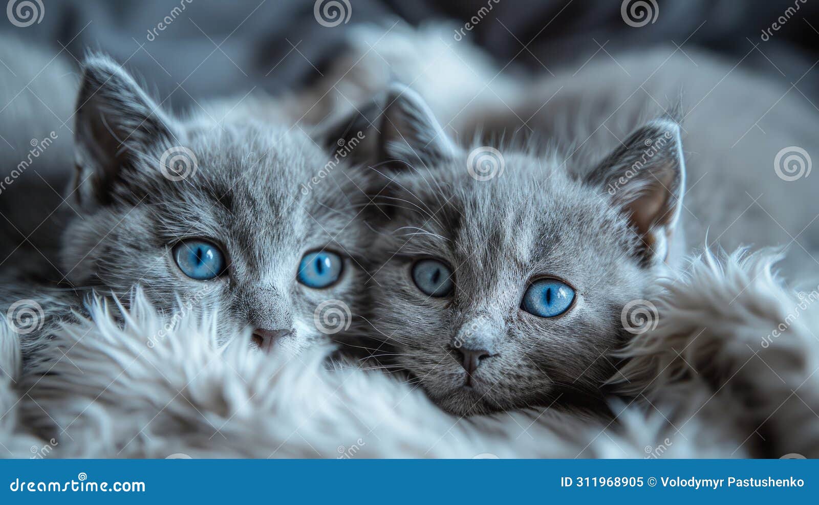 two grey kittens lie next to each other