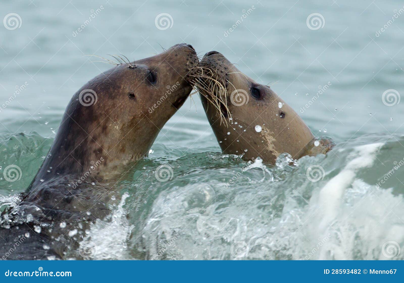 Seals Kissing In The Ocean Stock Photography 29102924