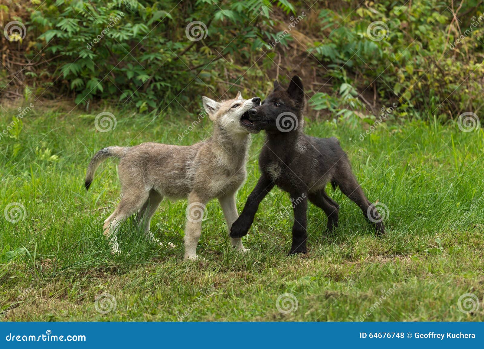 two grey wolf pups (canis lupus) muzzle grasp
