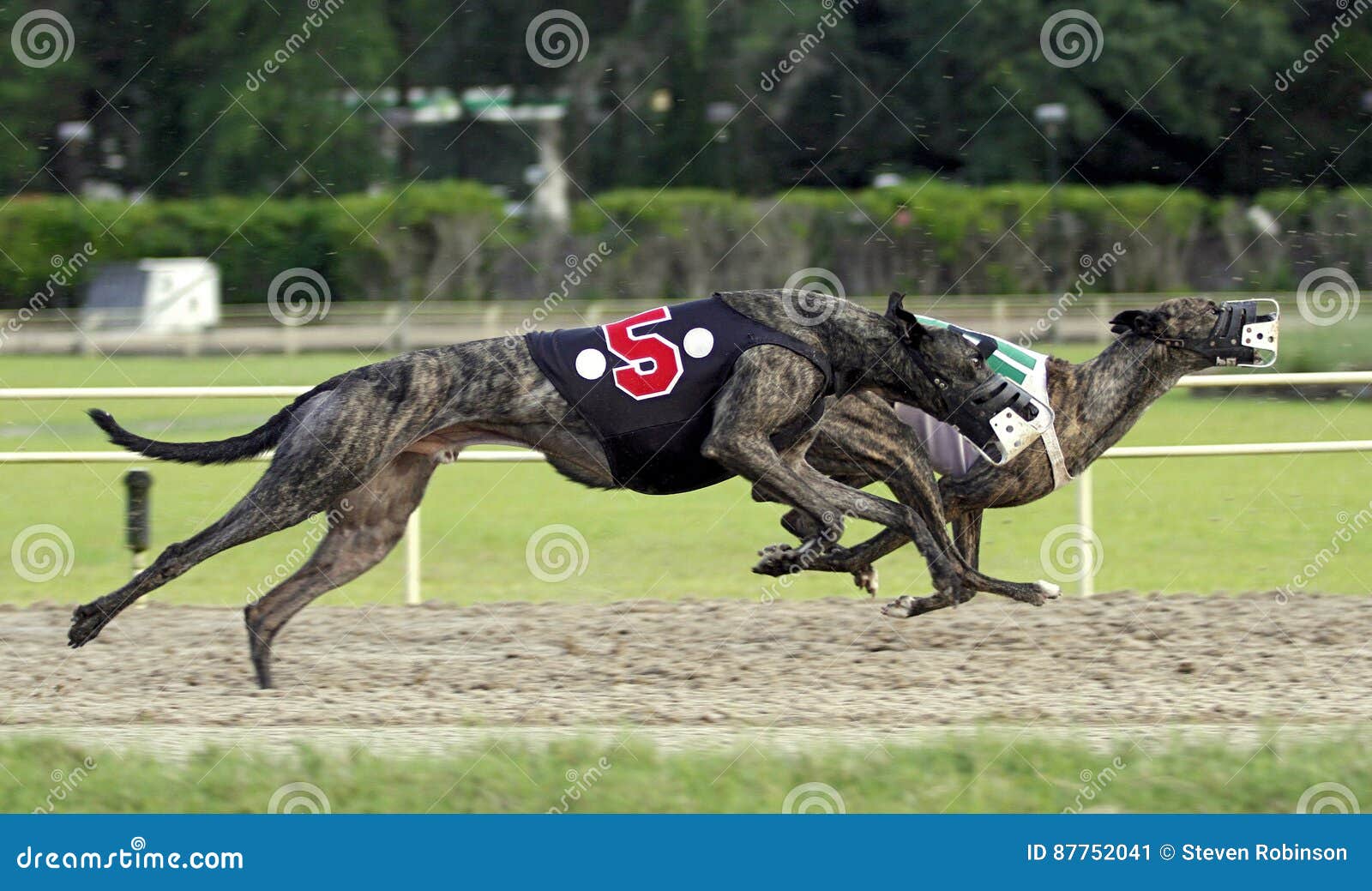 Two Greyhound Dogs Racing stock image. Image of fast 87752041