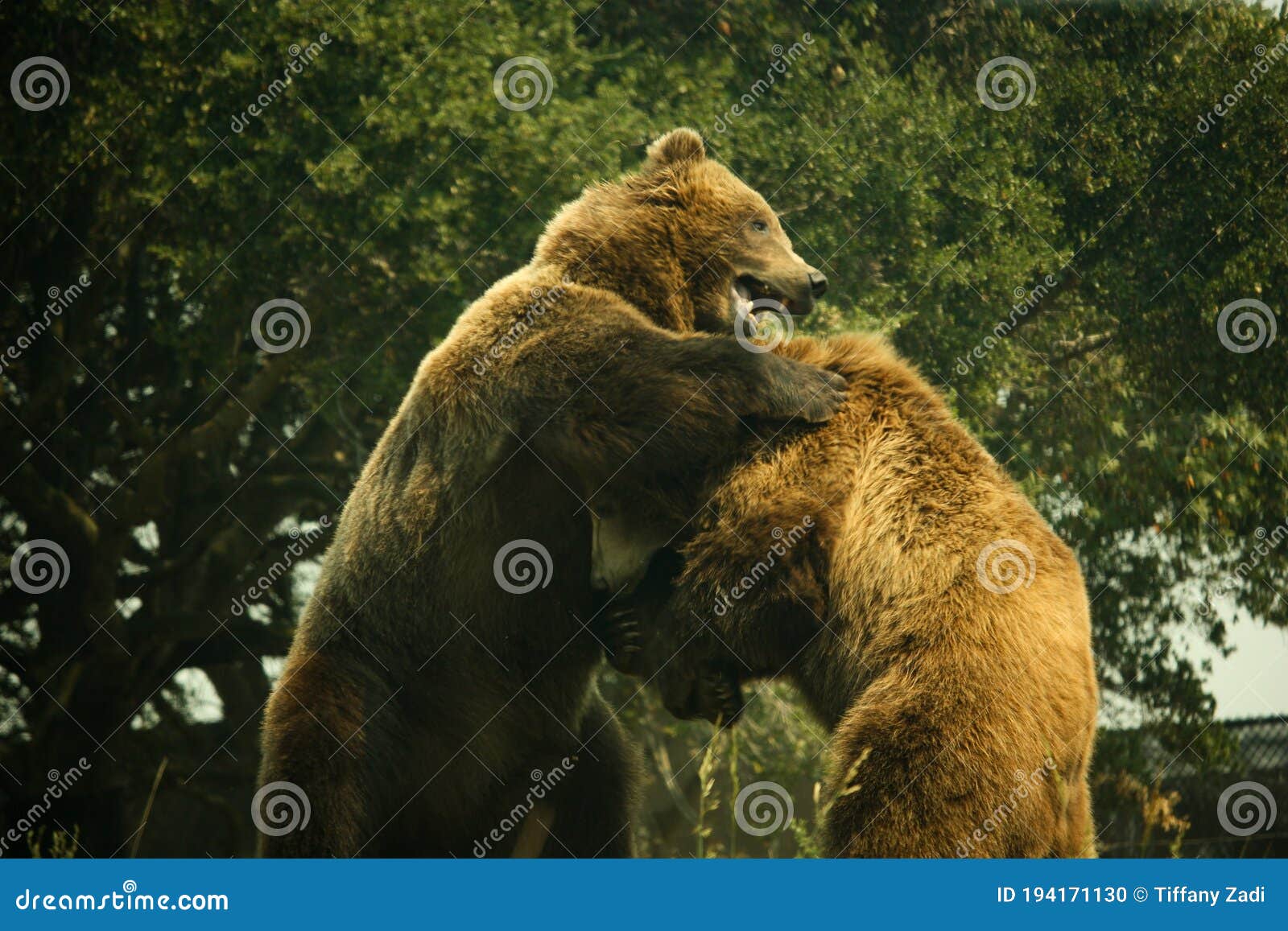 Two Grizzly Bears Standing Up Play Fighting Stock Photo - Image of cute,  play: 194171130