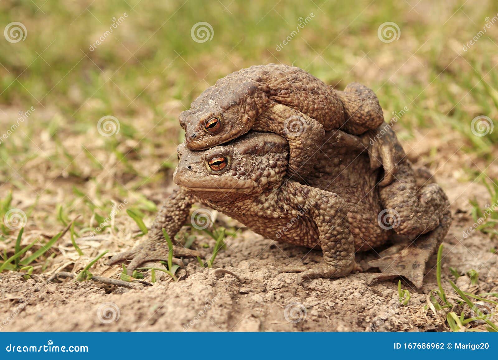 Two ground toads stock photo. Image of portrait, earth 167686962