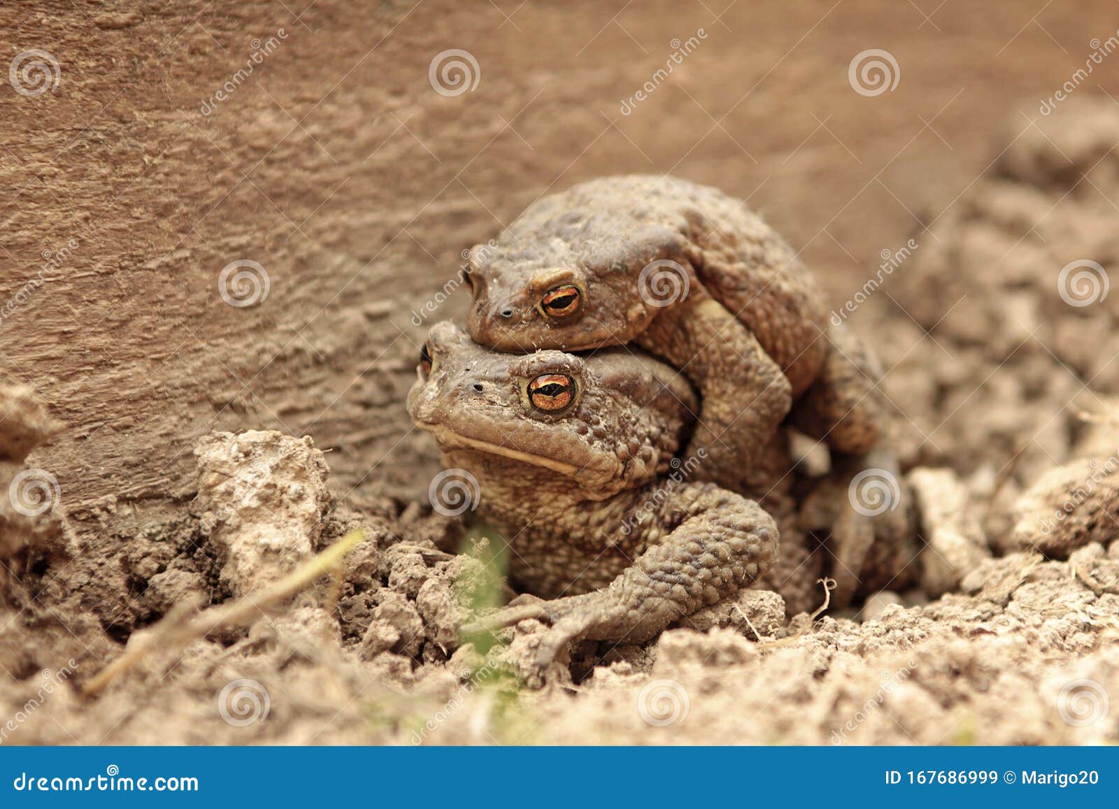 Two ground toads stock image. Image of mating, toad 167686999