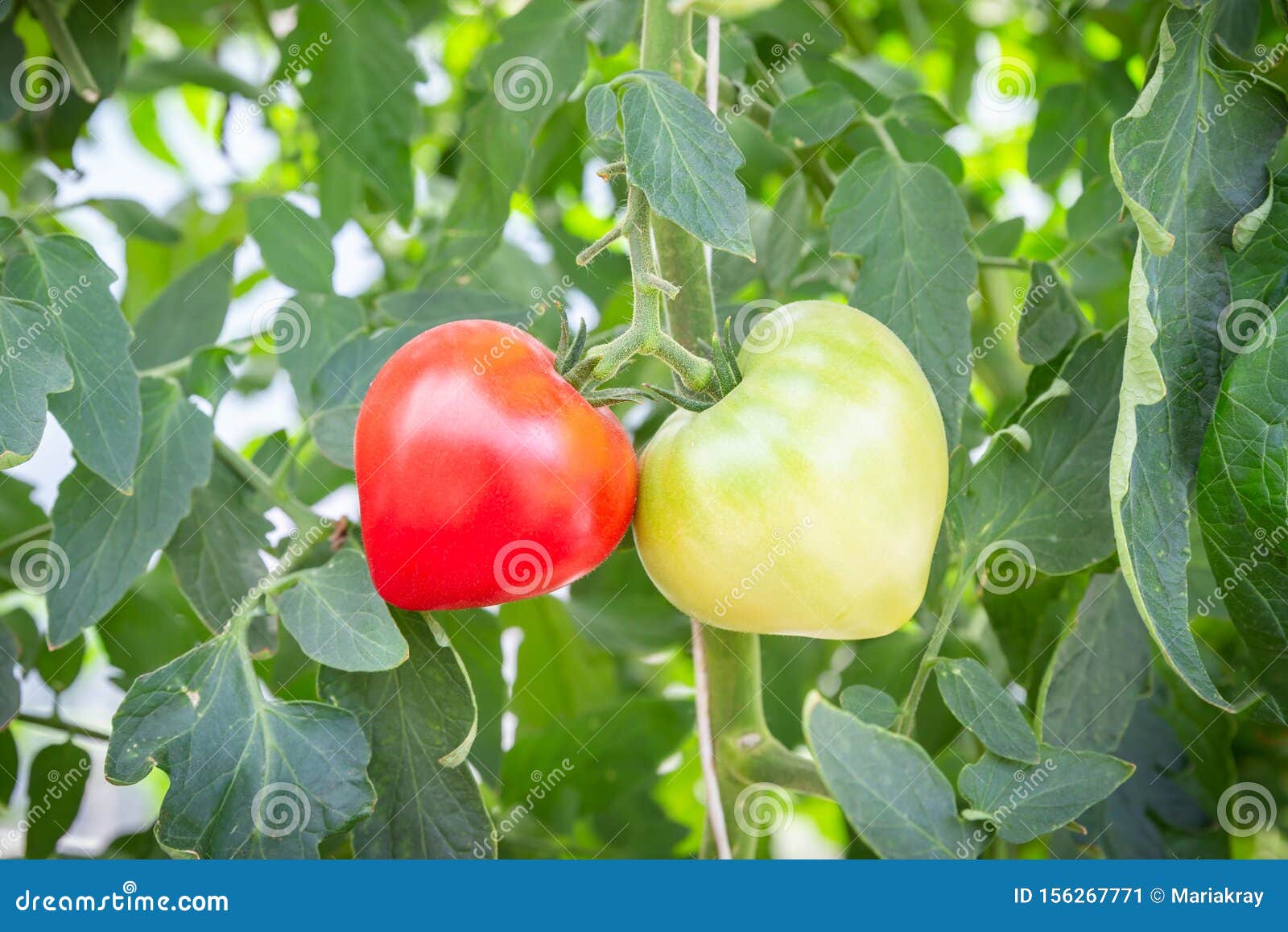 Two Growing Tomatoes of Heart Shape, Red and Green Stock Image Image