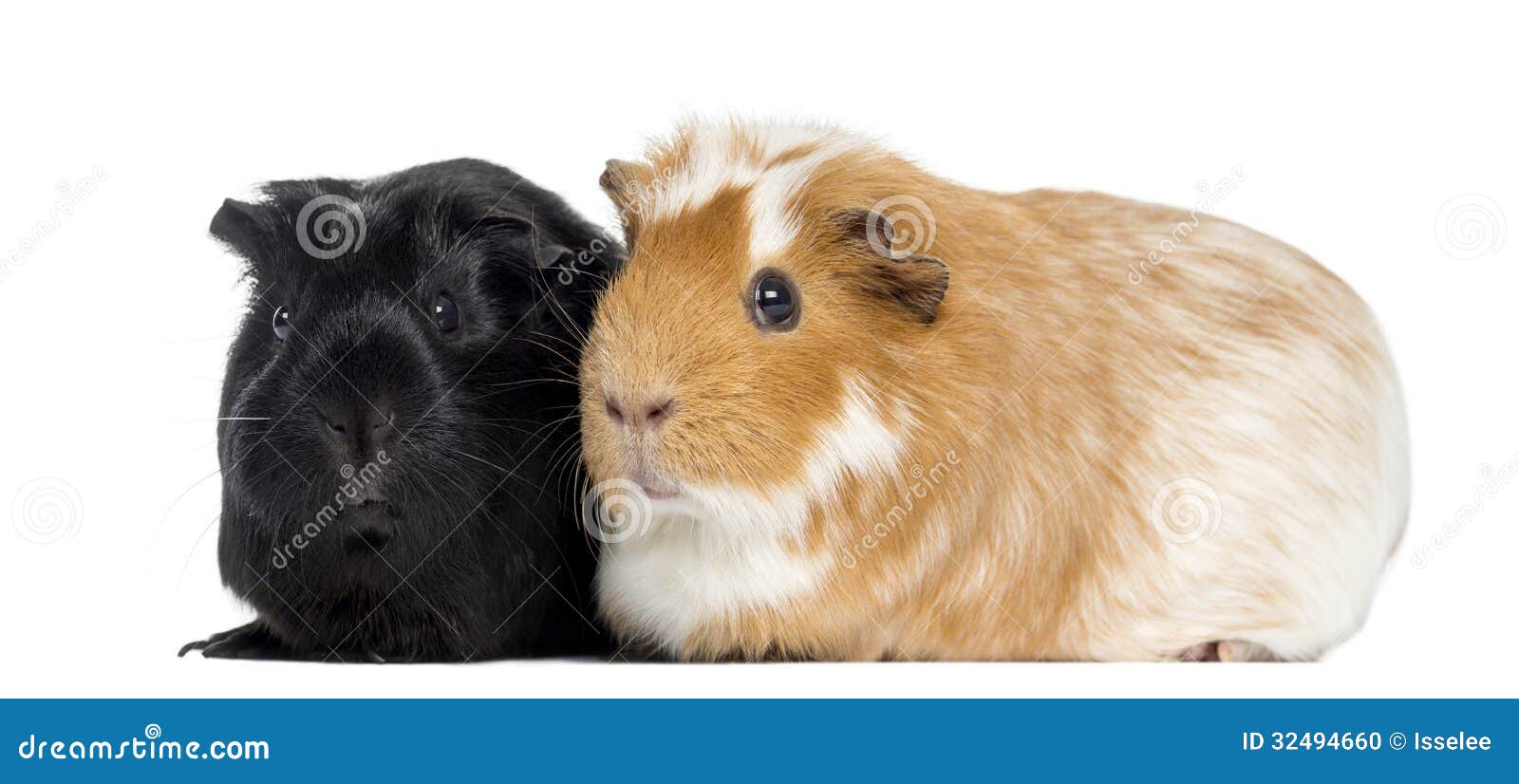 Two Guinea Pigs Next To Each Other, Isolated Stock Photo Image of